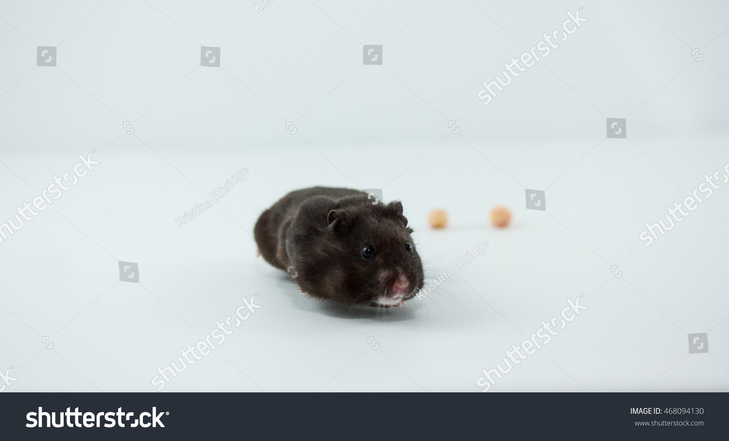 black teddy bear hamster