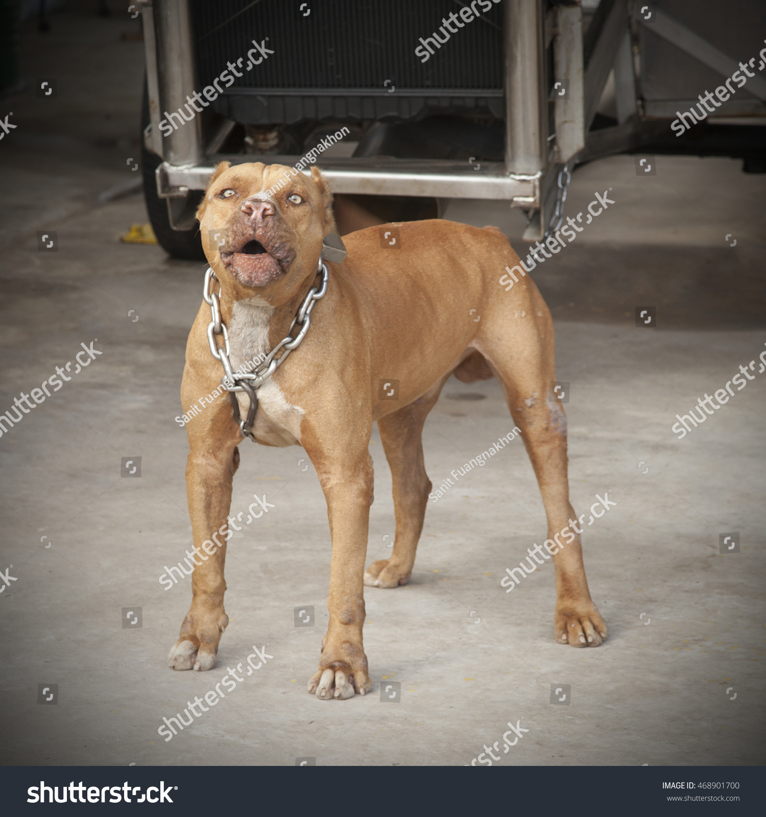 Is Pitbull Dog Is Dangerous