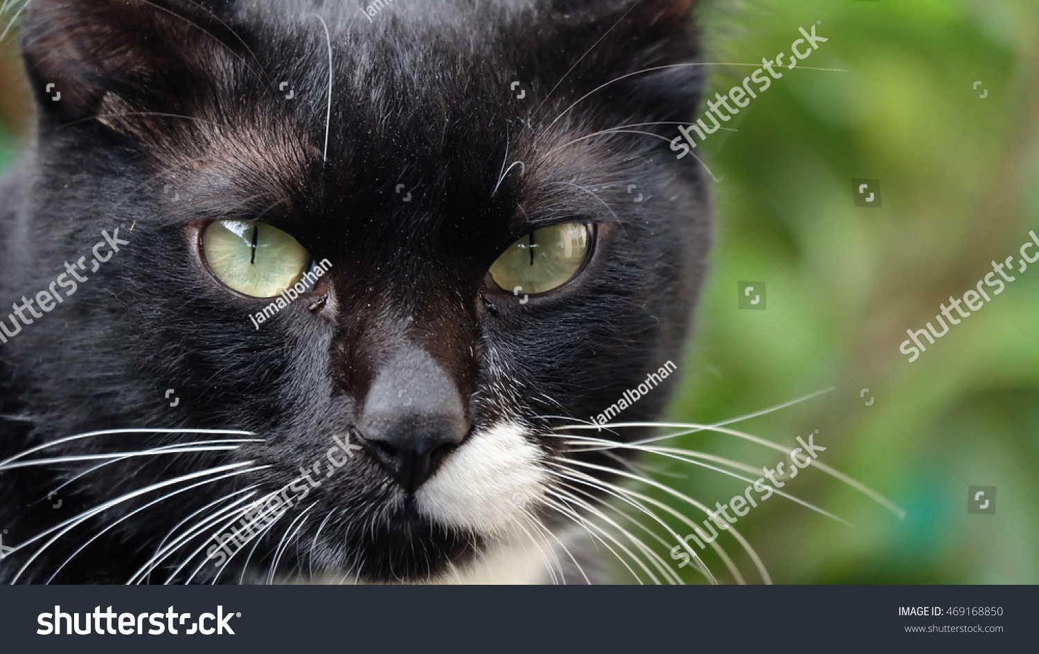 white cat with black spots and green eyes