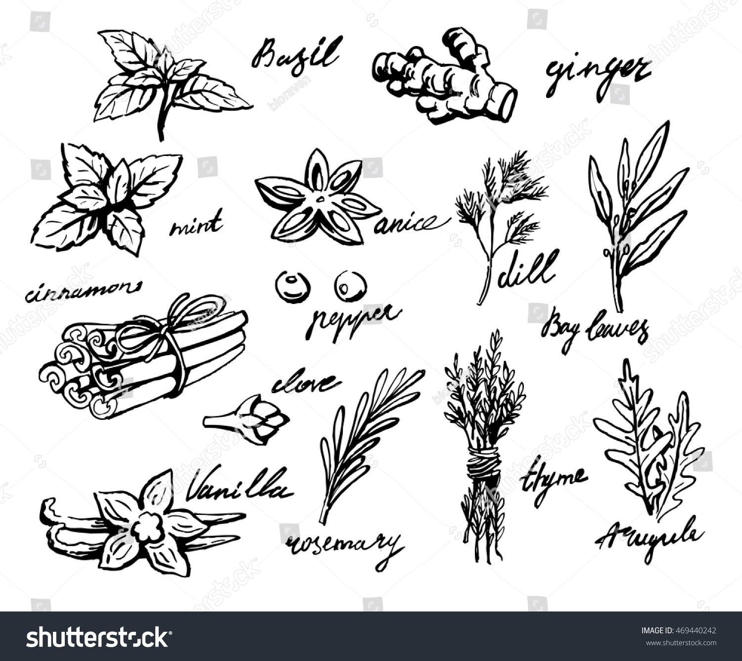 Set Spices Herbs Vector Illustration Stock Vector (Royalty Free ...