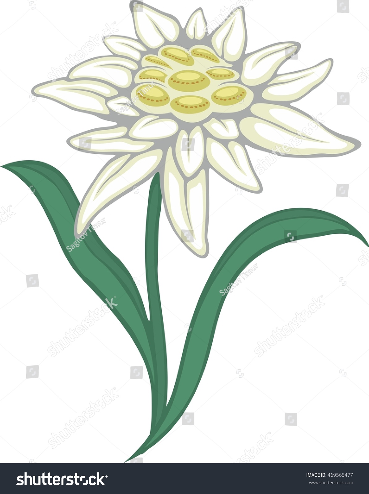 Цветок Эдельвейс рисунок контур