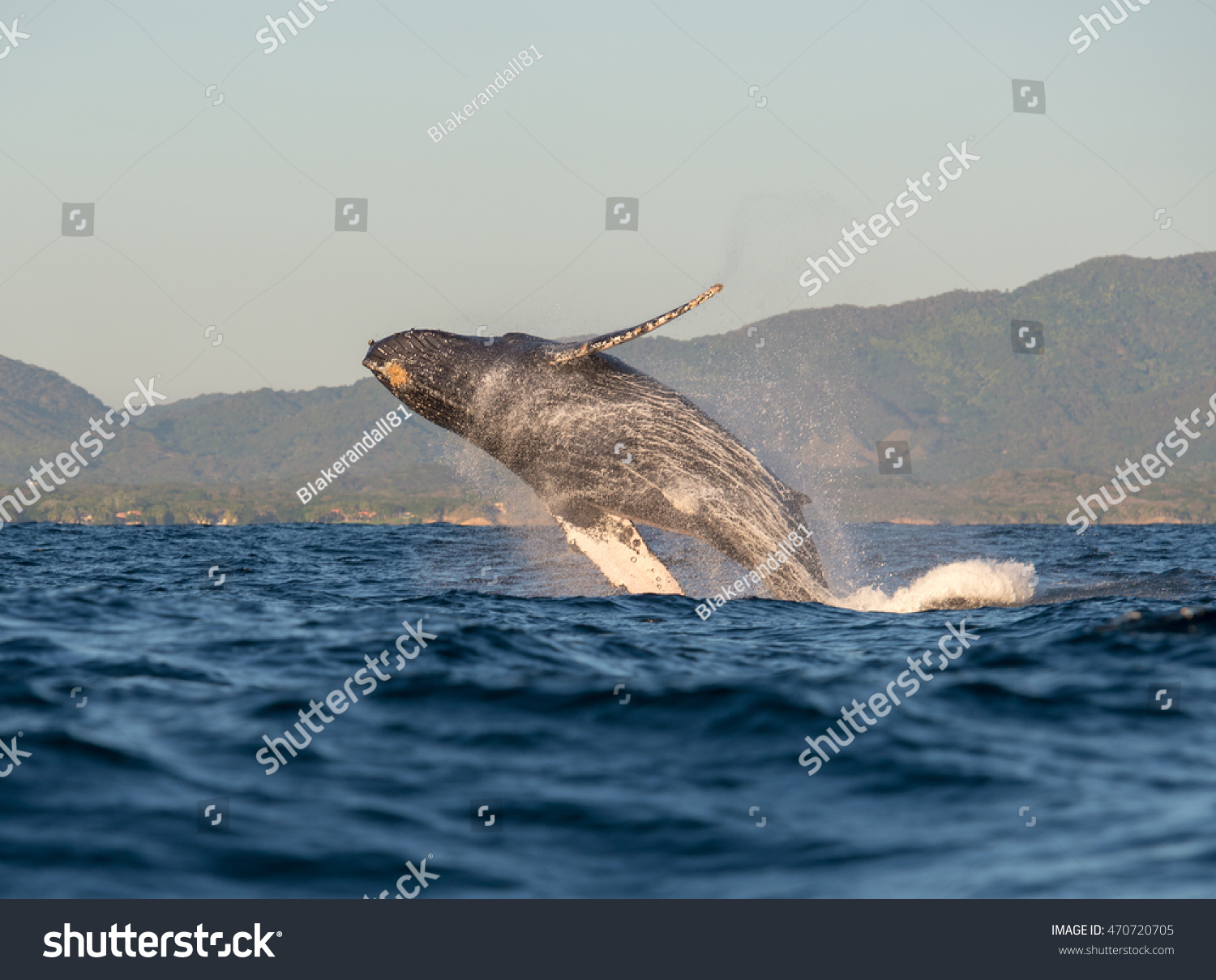 182 Humback whale Images, Stock Photos & Vectors | Shutterstock