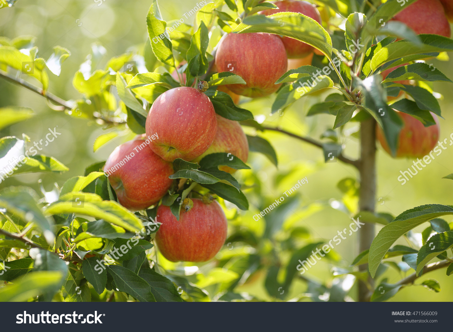 Саженцы яблоня Штрейфлинг