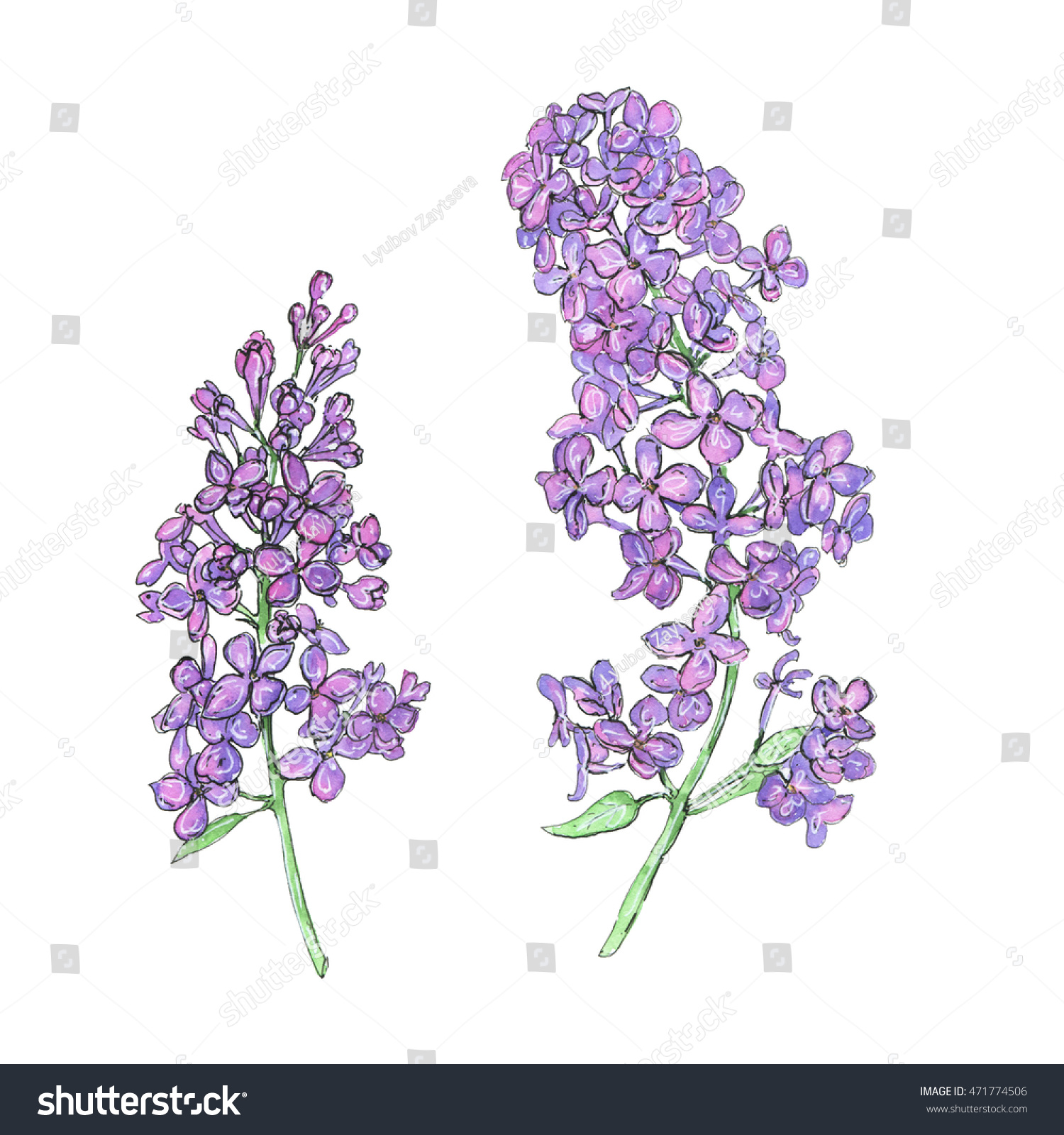 Hand Drawn Set Watercolor Flowers Lilac Stock Illustration 471774506 ...