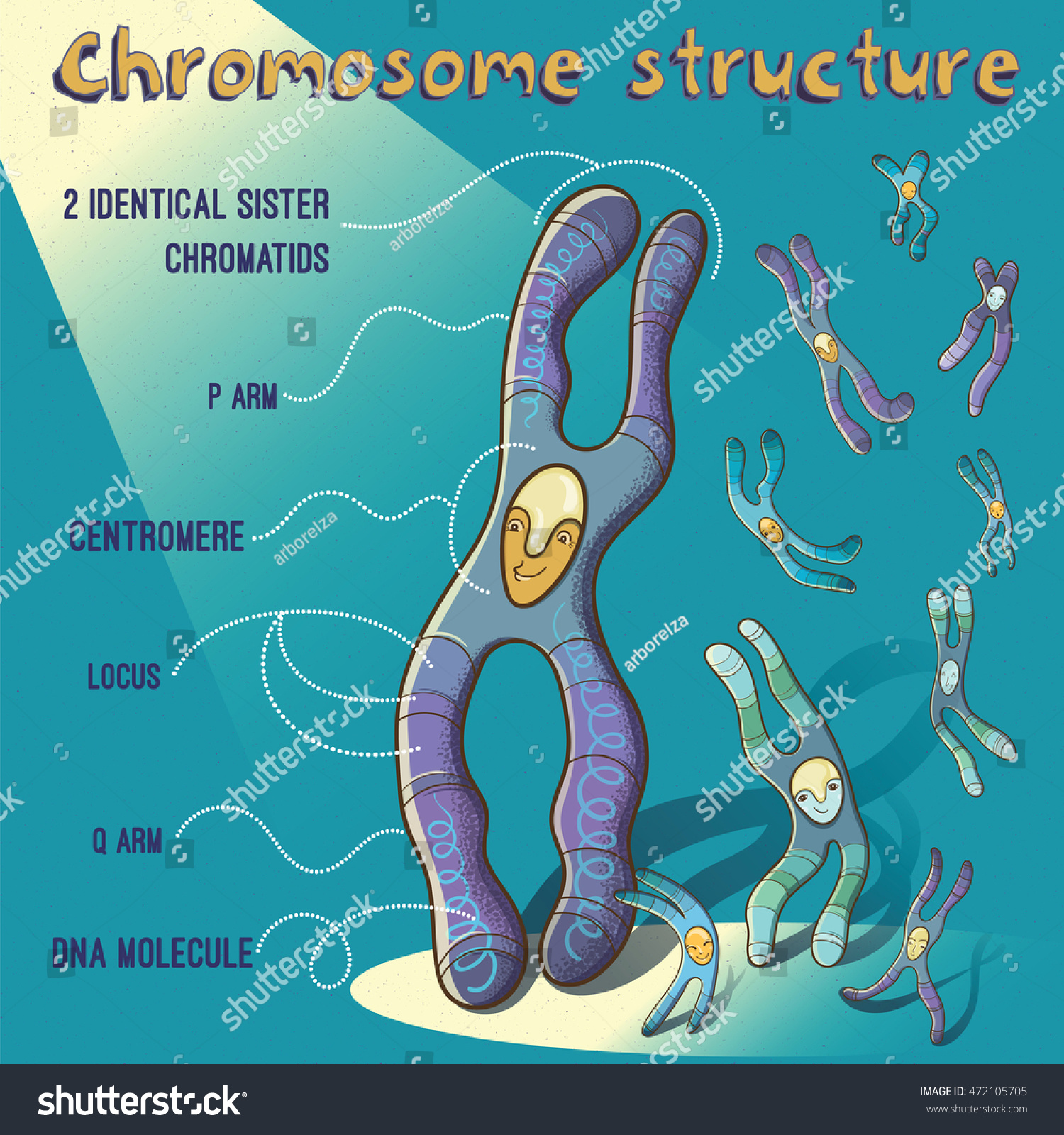 Vector Cartoon Illustration Chromosome Structure Children Stock Vector Vector Cartoon Illustration Chromosome Structure Children Stock Vector