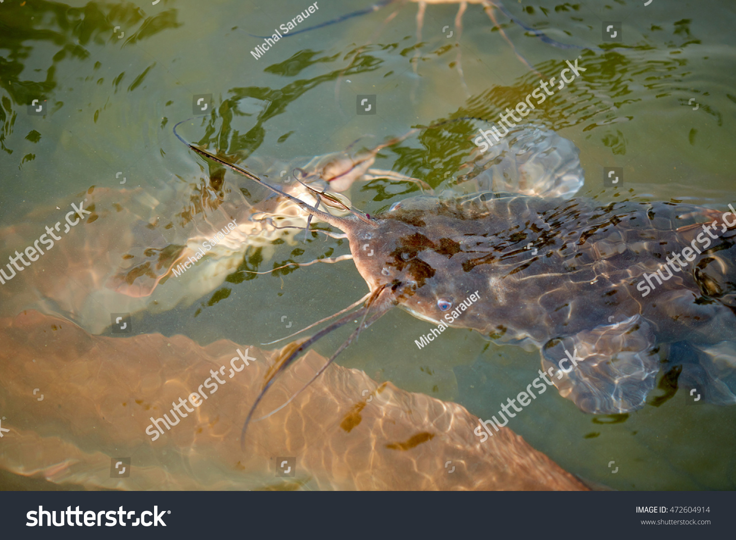 Cerebrum speech basic Catfish Sheatfish Jordan River Israel Middle Stock Photo 472604914 |  Shutterstock