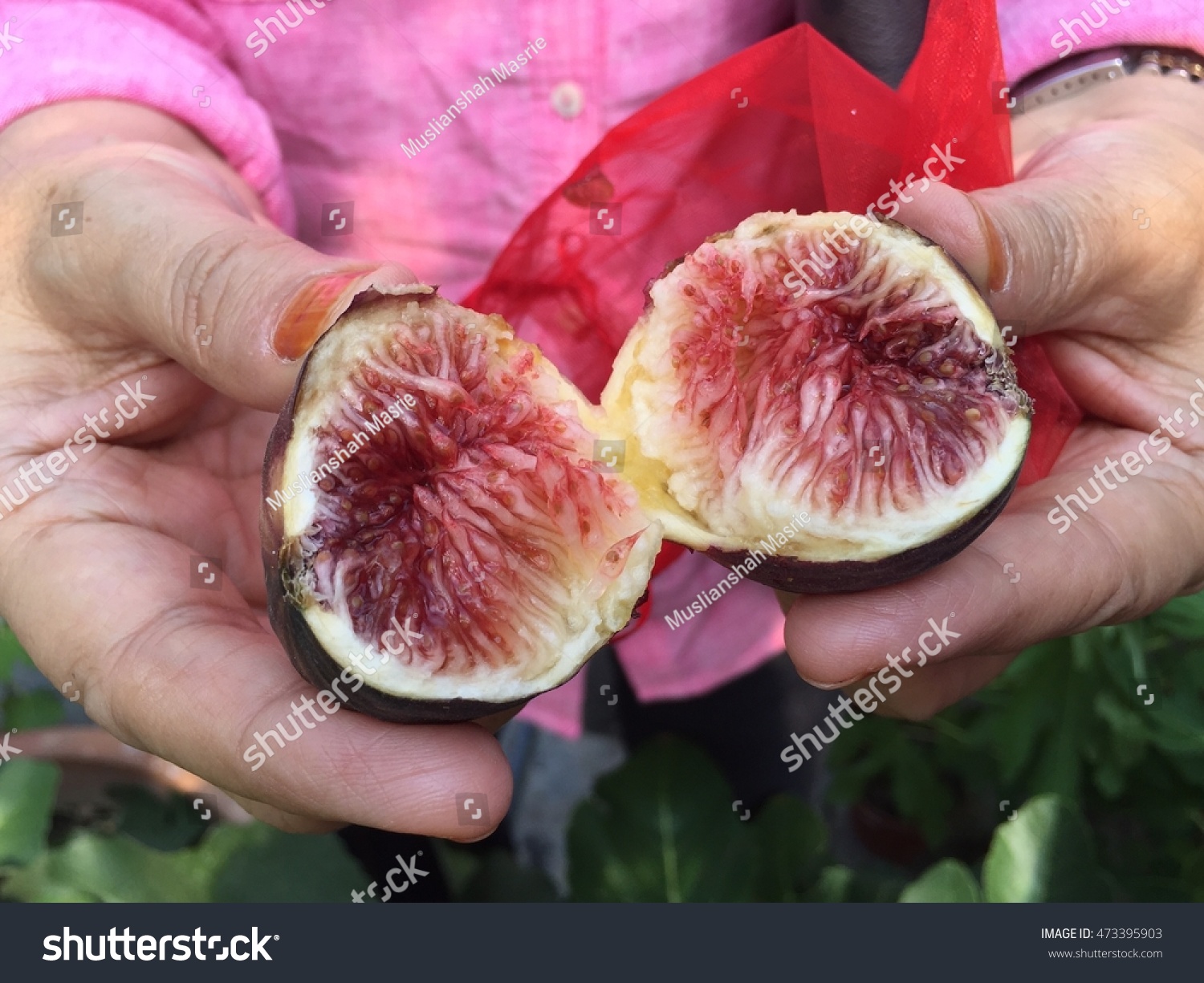 Fig Variety Bordissot Negra Rimada写真素材473395903 | Shutterstock
