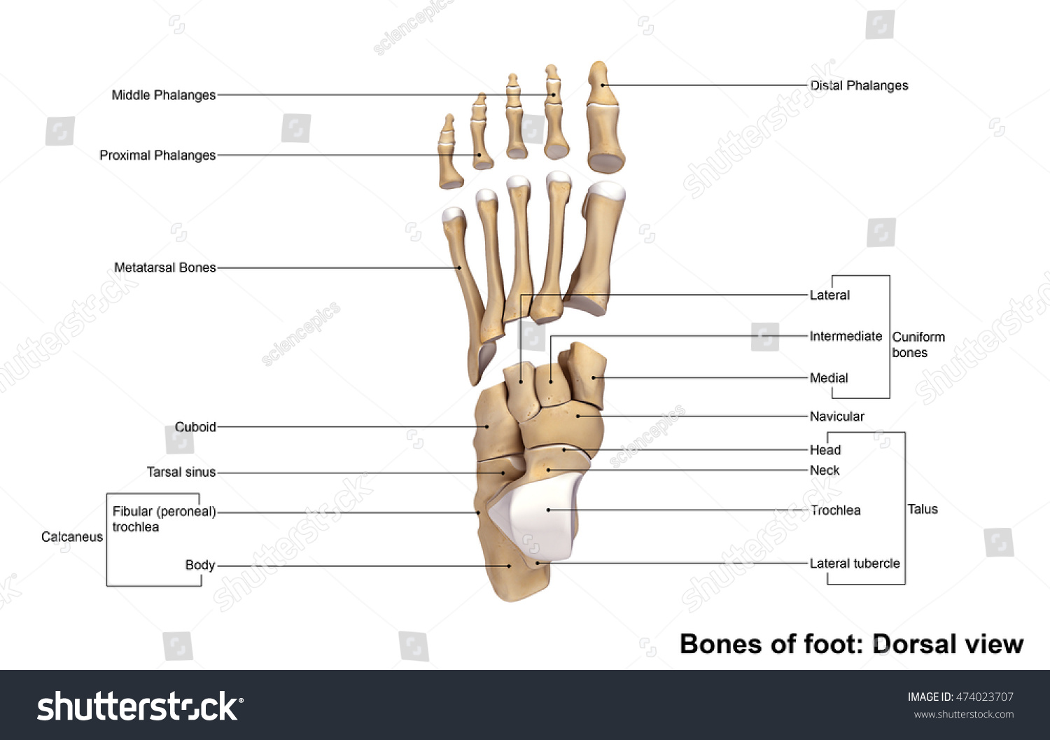 Foot Dorsal View 3d Illustration Stock Illustration 474023707 ...