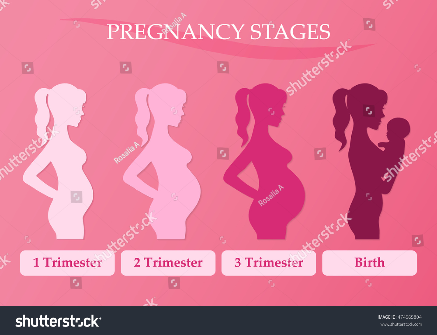 Vector Illustration Pregnant Female Silhouettes Changes Stock Vector ...