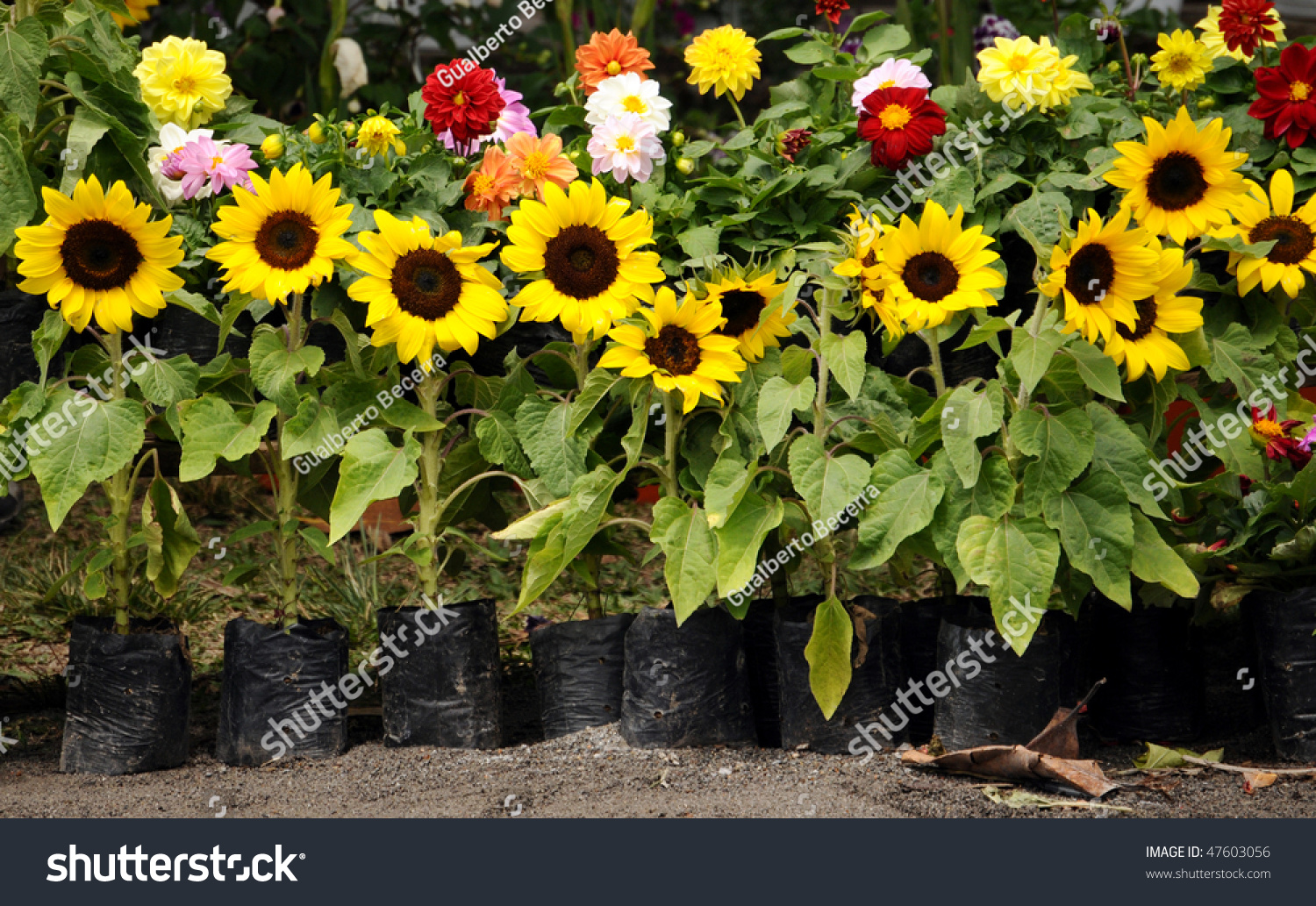 beautiful sunflower plants together other flowers stockfoto