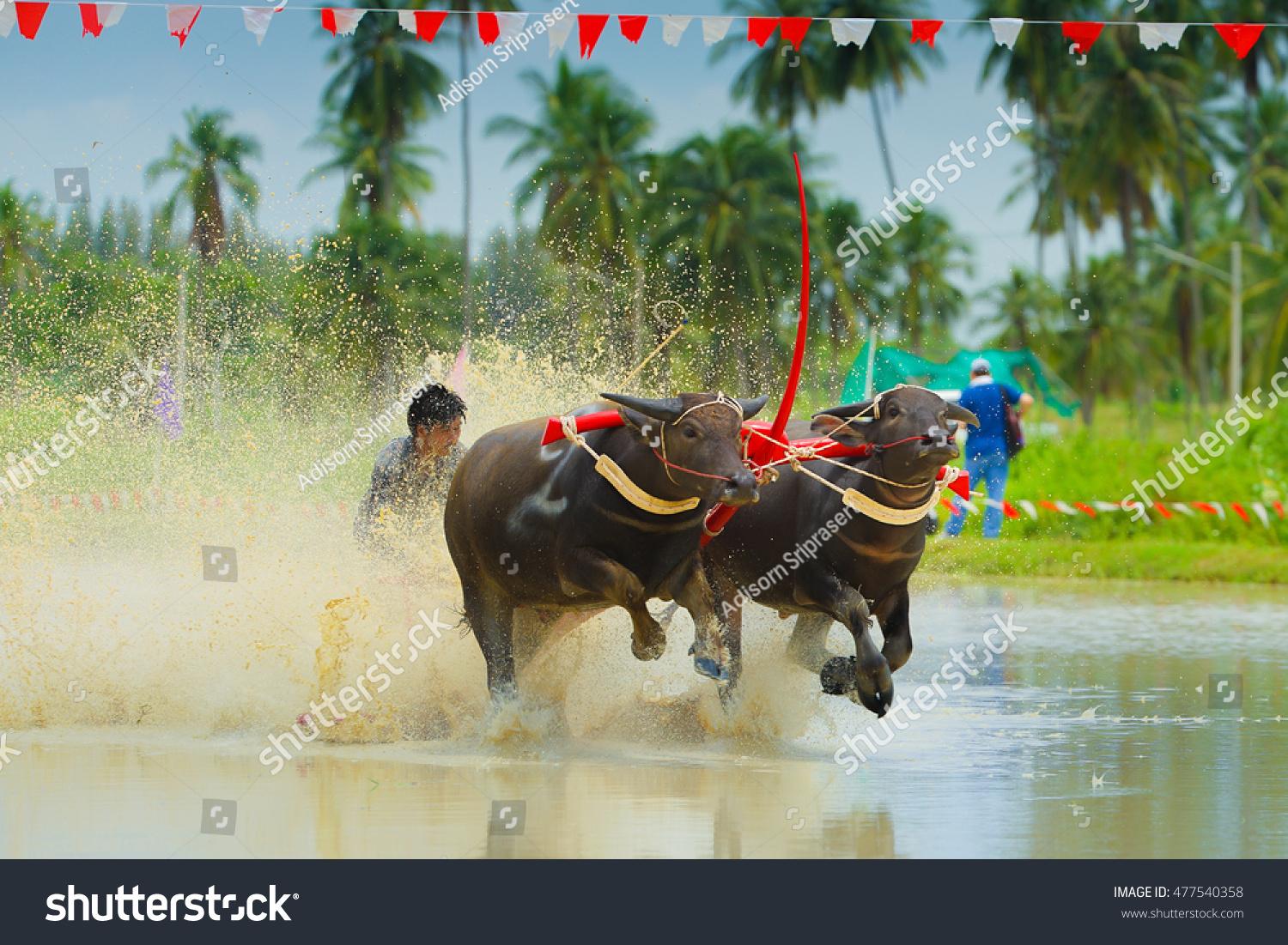 4,013 Buffalo Racing Festival Images, Stock Photos & Vectors Shutterstock