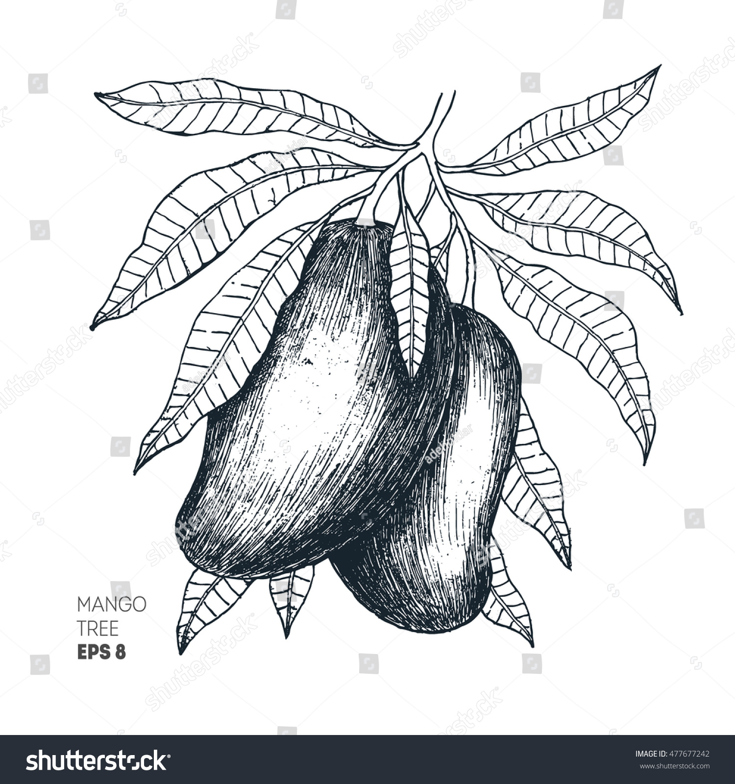 <b>Mango</b> Tree Vintage Illustration Botanical <b>Mango</b> Stock Vector (Royalty.