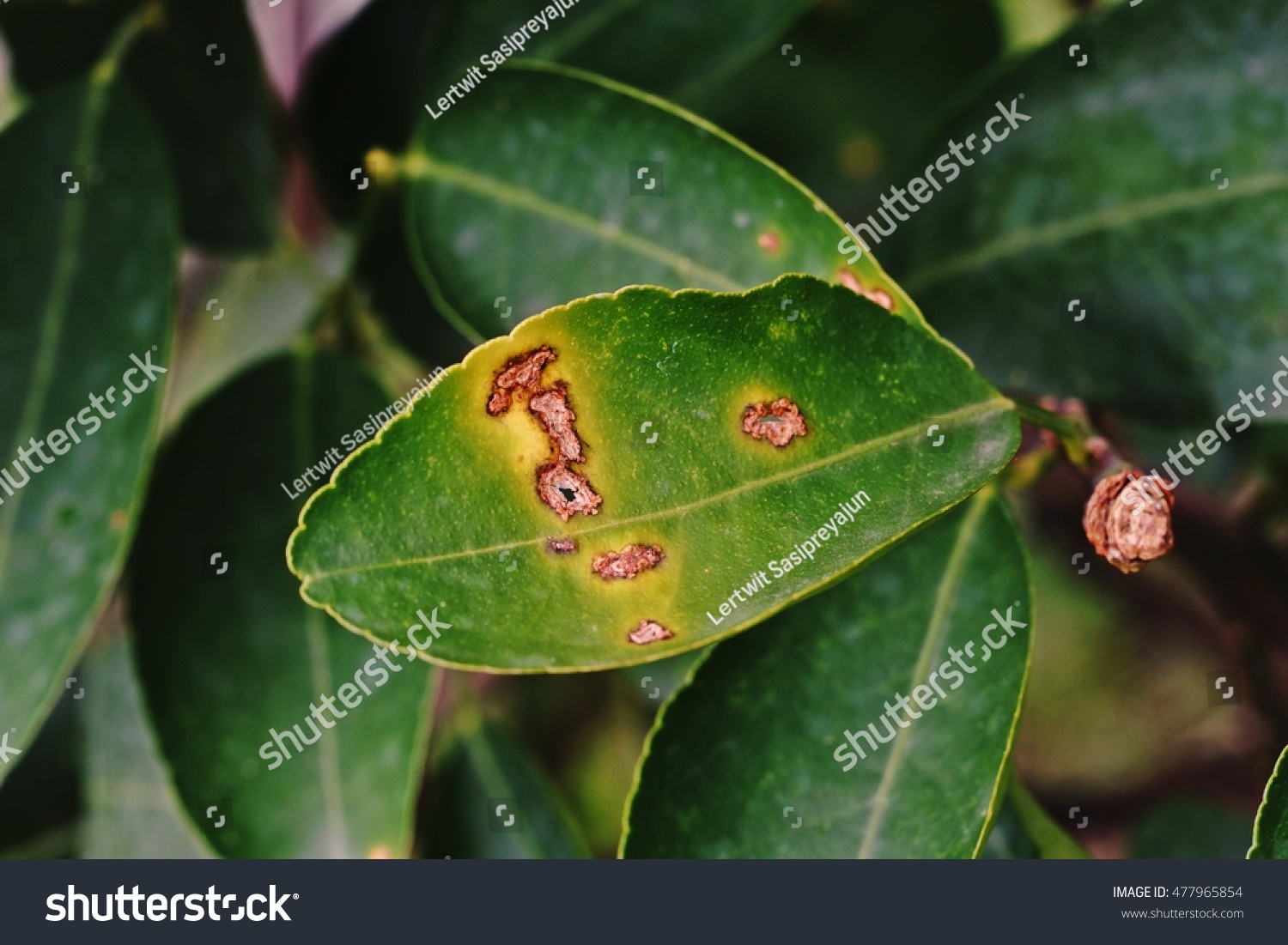 Lime Disordercanker Disease Caused By Bacteria Stock Photo 477965854 ...