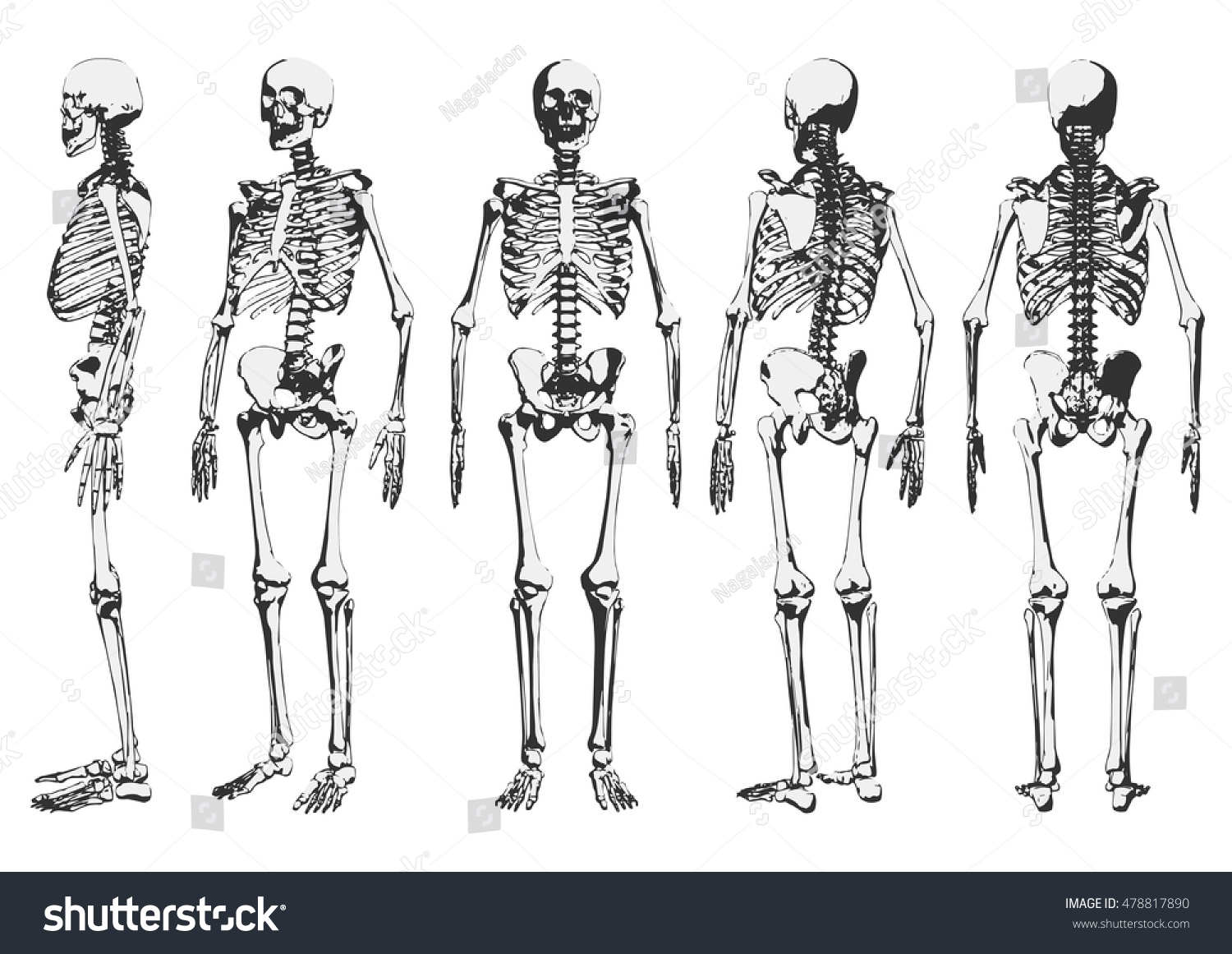 Телосложение человека кости