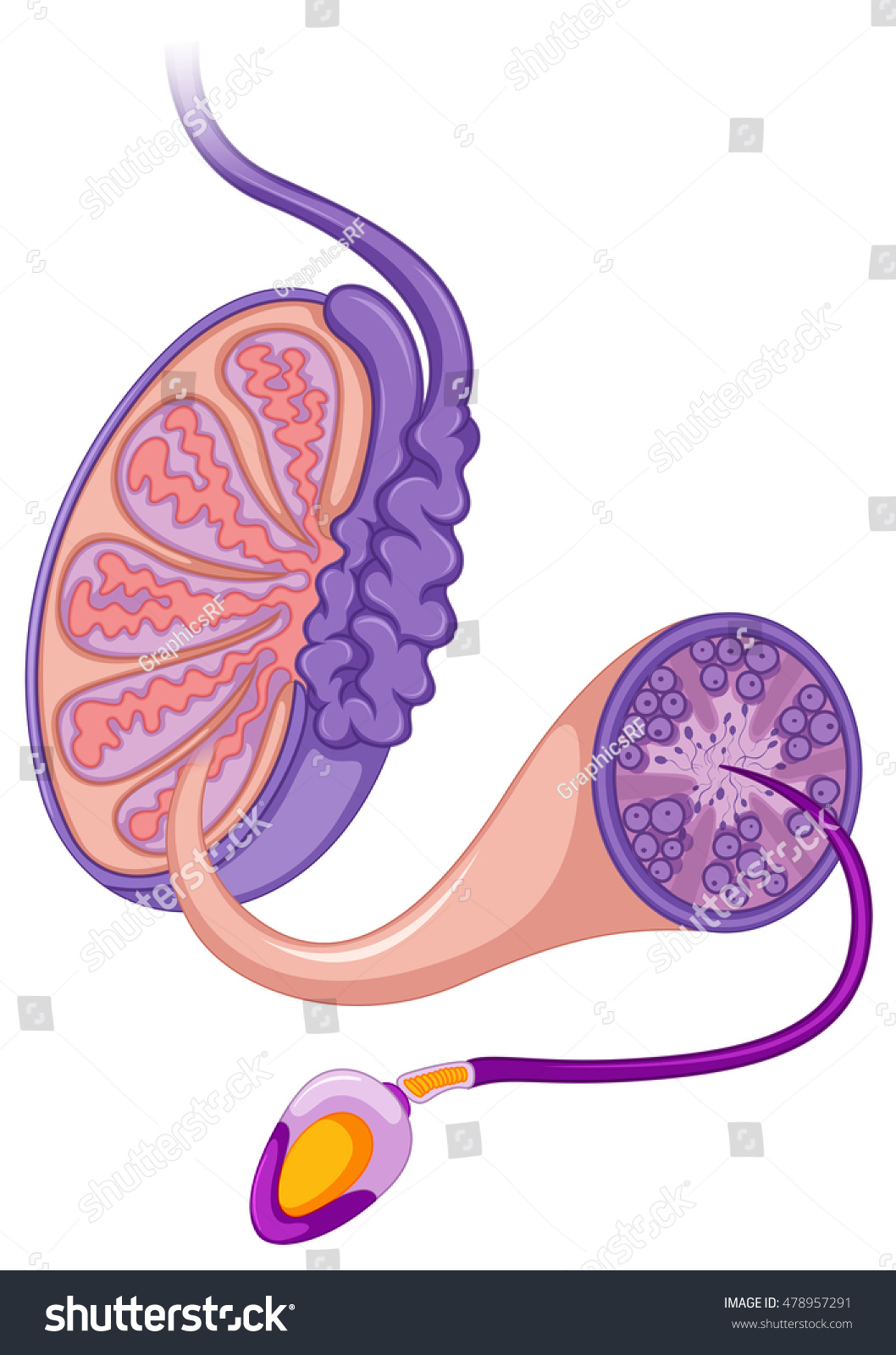 Vektor Stok Diagram Showing Male Reproductive System Illustration Tanpa Royalti