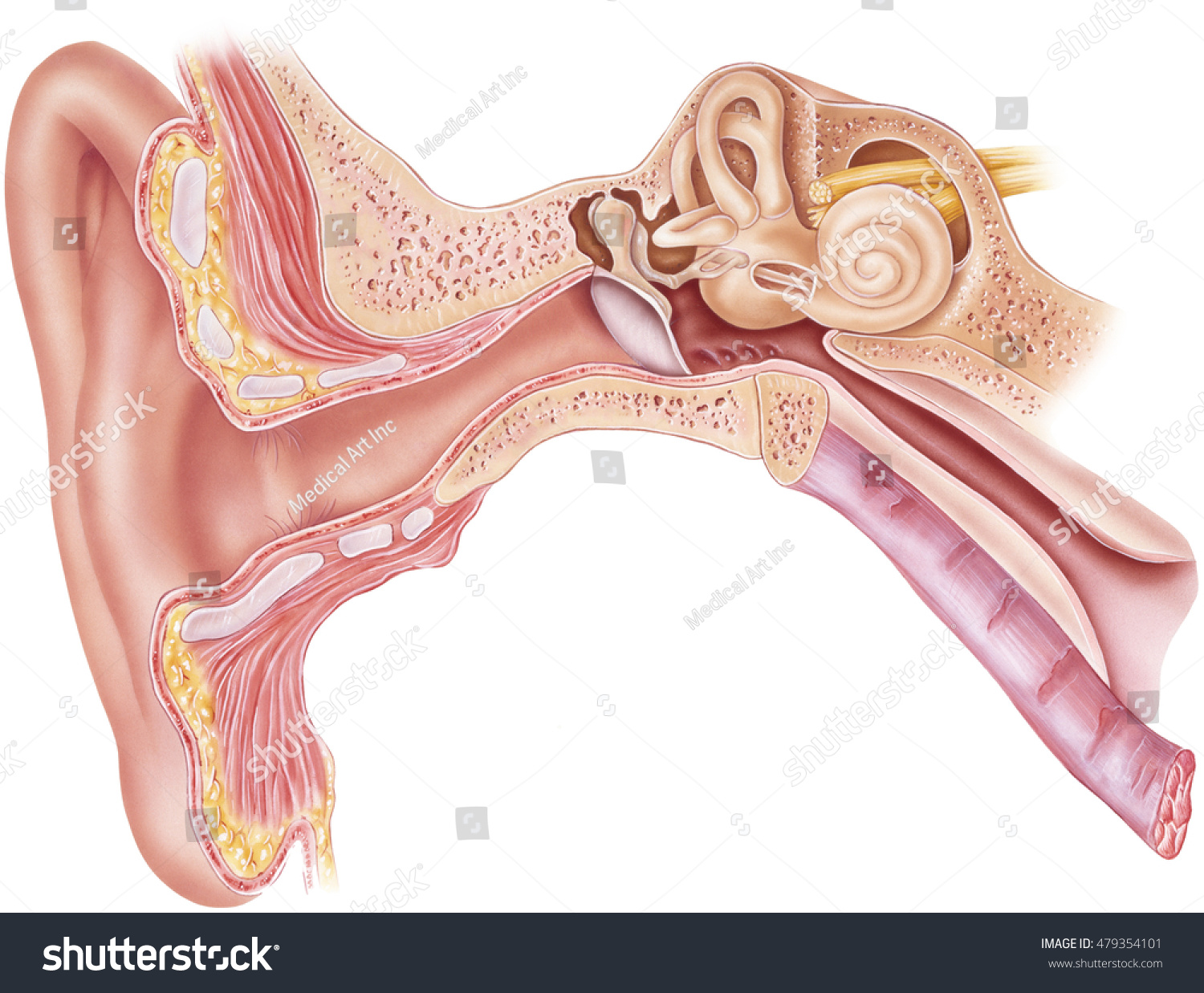 auditory nerve