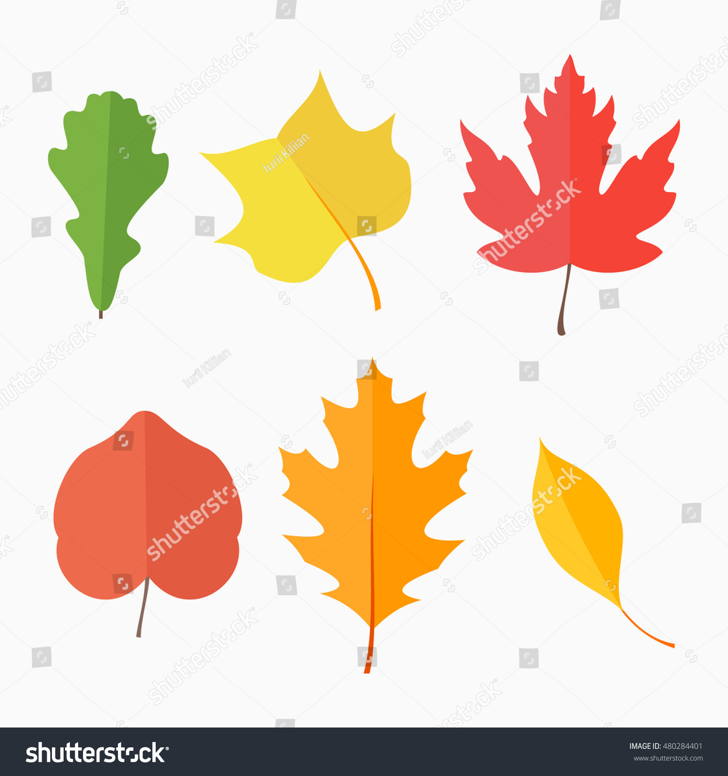 Set Autumn Leaves Isolated On White Stock Vector Royalty Free Shutterstock