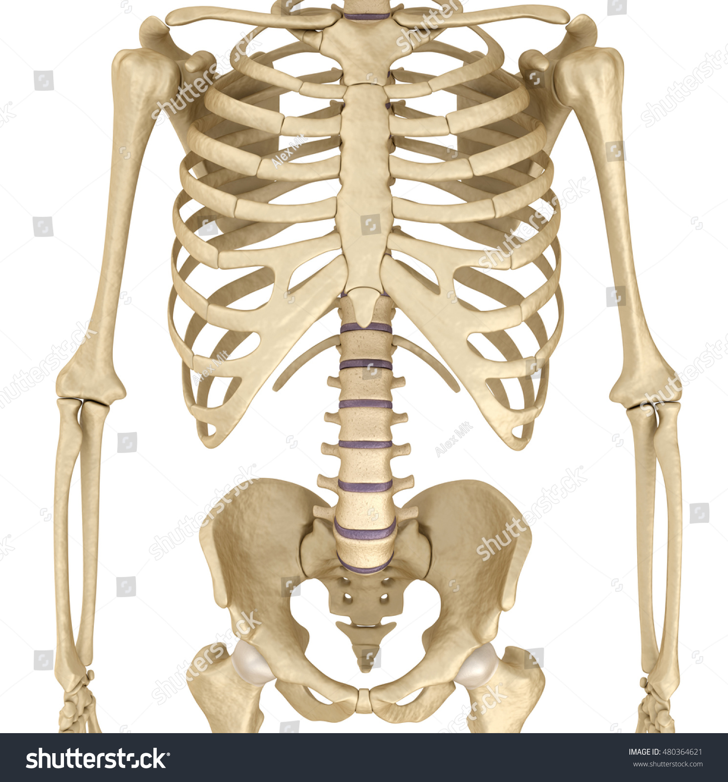 Ребро отдел скелета. Скелет грудной клетки. Скелет грудной клетки человека. Анатомия скелет грудная клетка и таз. Скелет ребра.