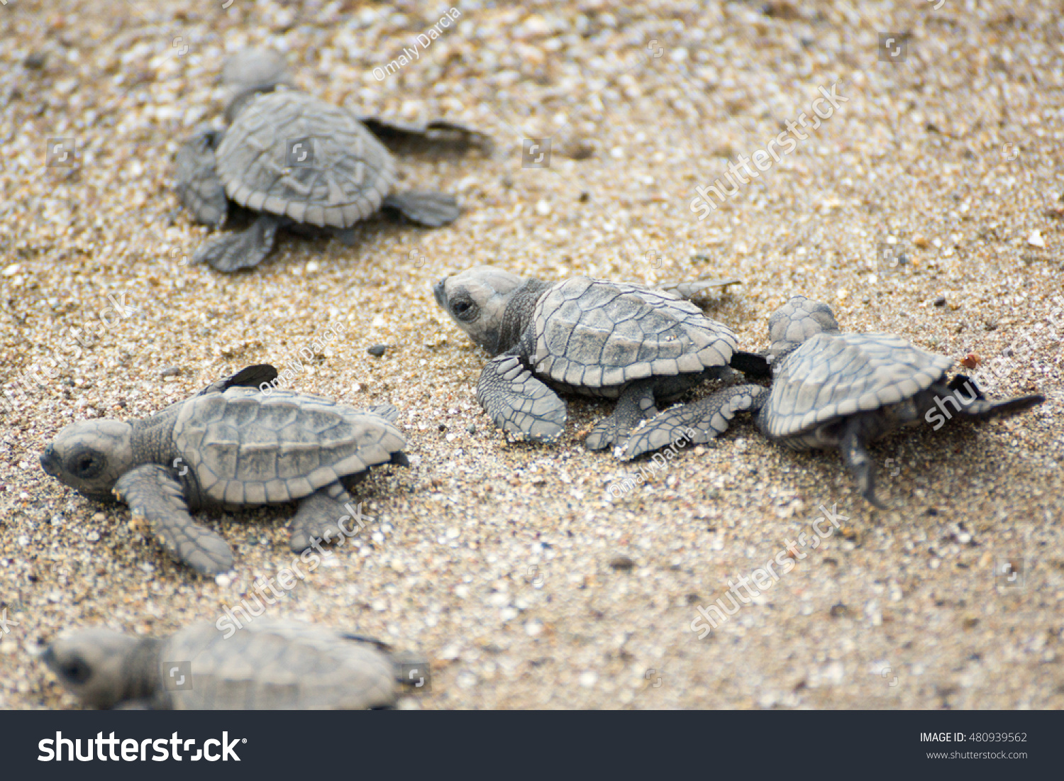 Hatching Baby Turtles Free Ocean Stock Photo 480939562 | Shutterstock