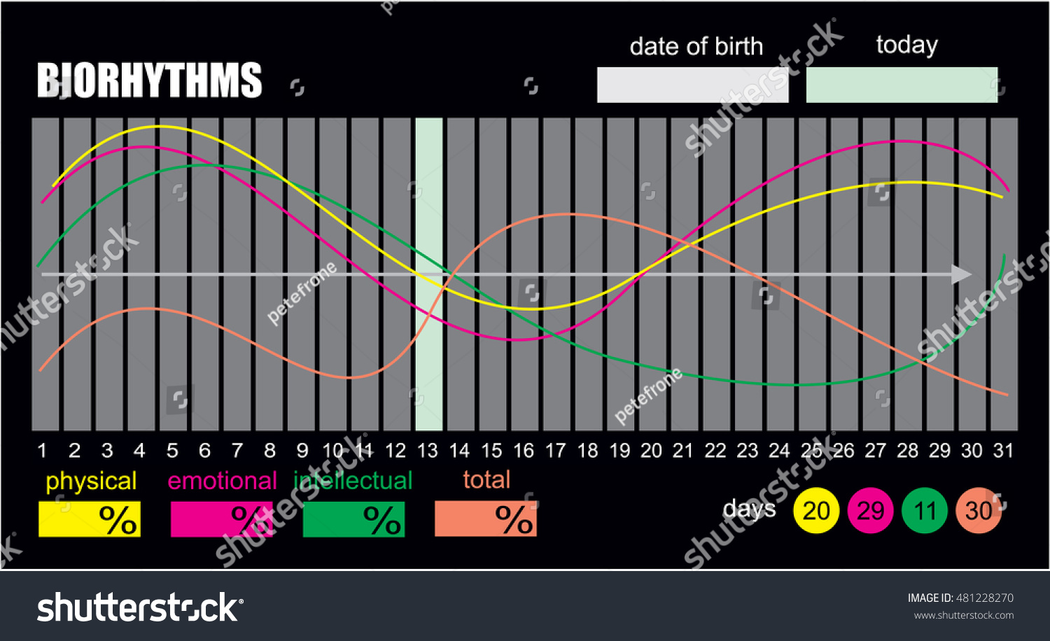 Biorhythms Vector Flow Chart Infographics Element Stock Vector (Royalty