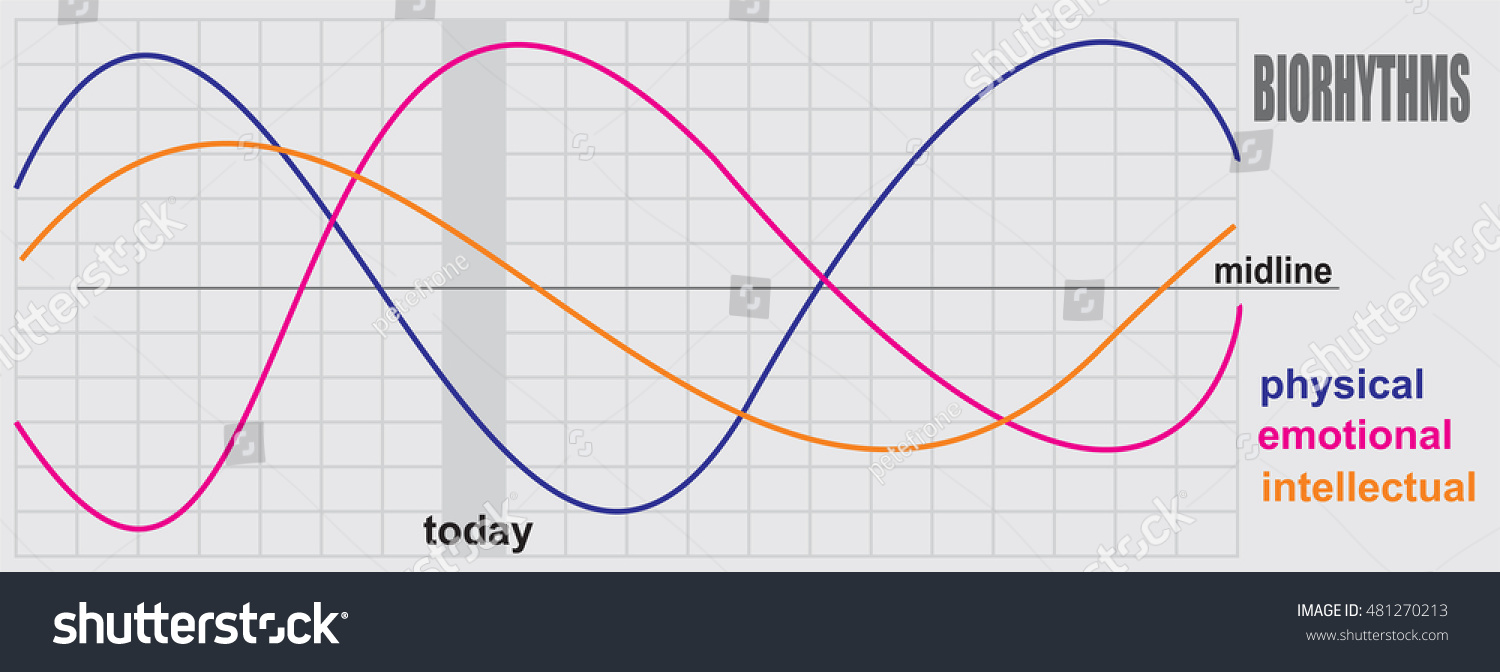 Biorhythms Vector Flow Chart Infographics Element Stock Vector (Royalty