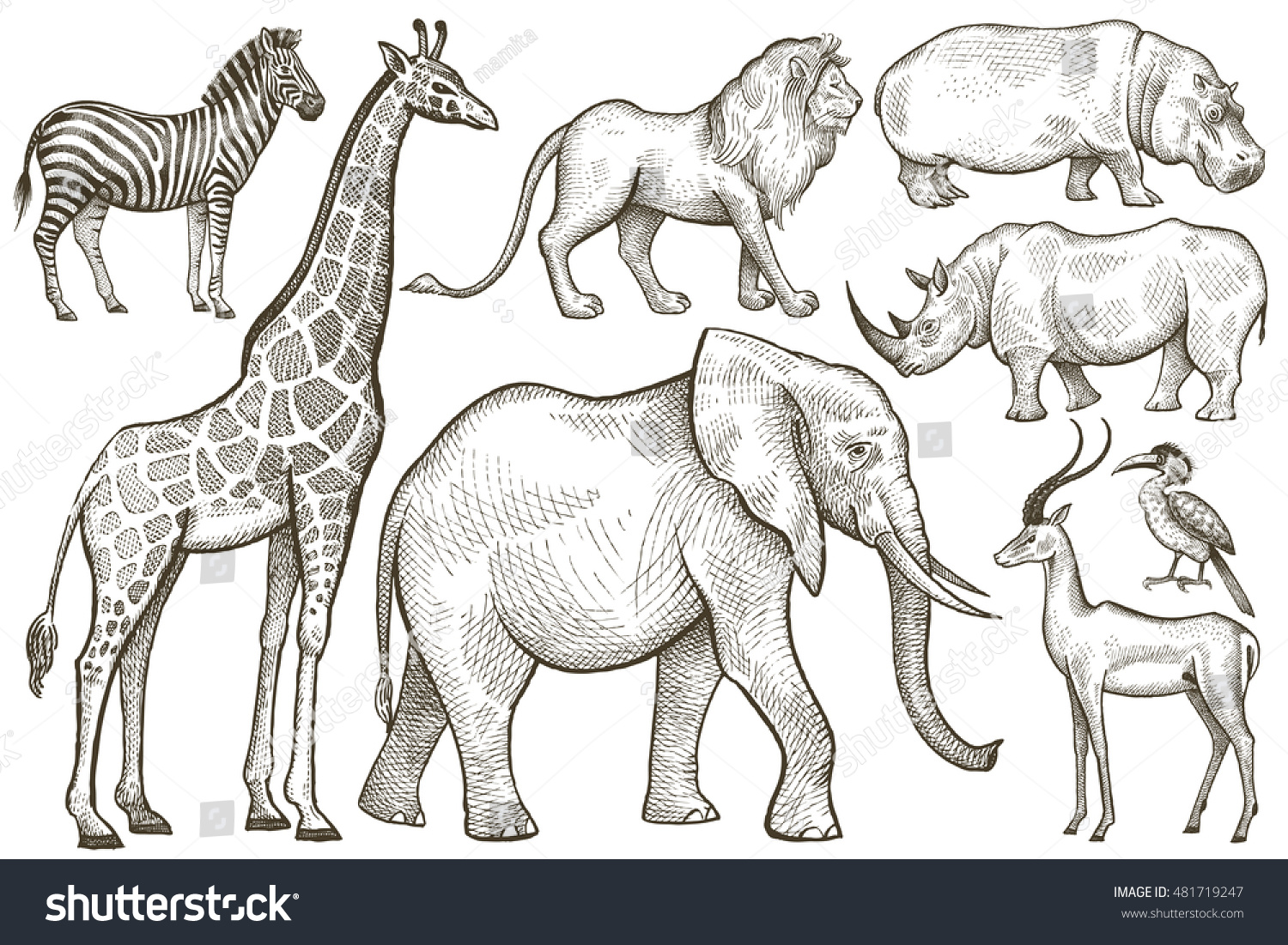 Раскраска жирафа и слона