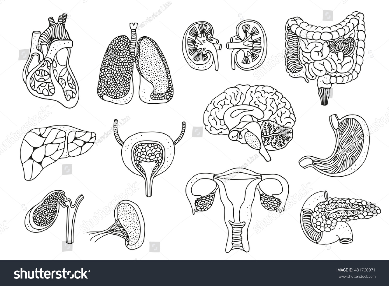 Human Organs Hand Drawn Set Anatomy Stock Illustration 481766971 ...