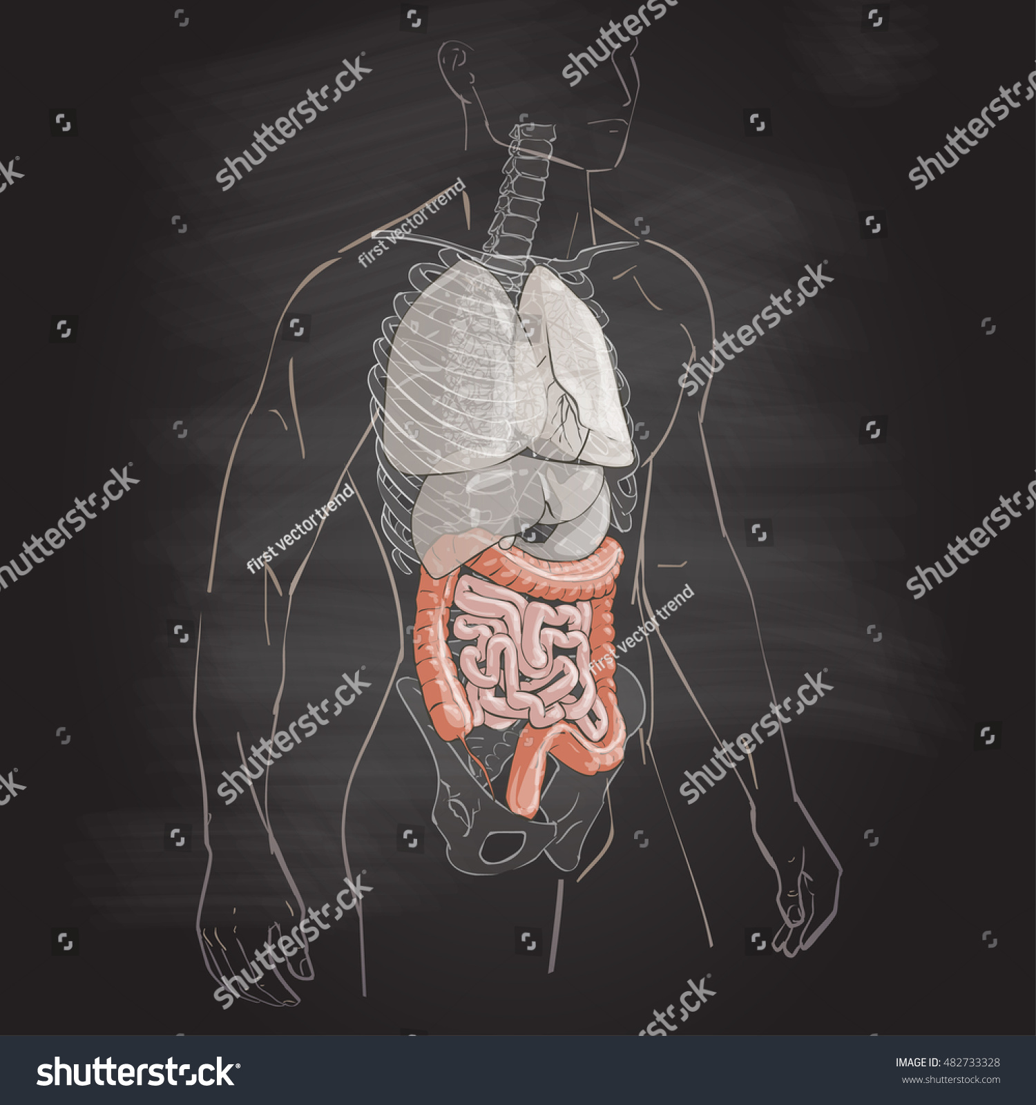 Illustration Human Body Anatomy Colon Medical Stock Illustration Shutterstock