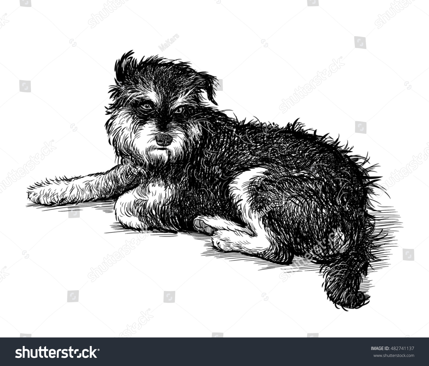 Рисунок лохматой собаки карандашом