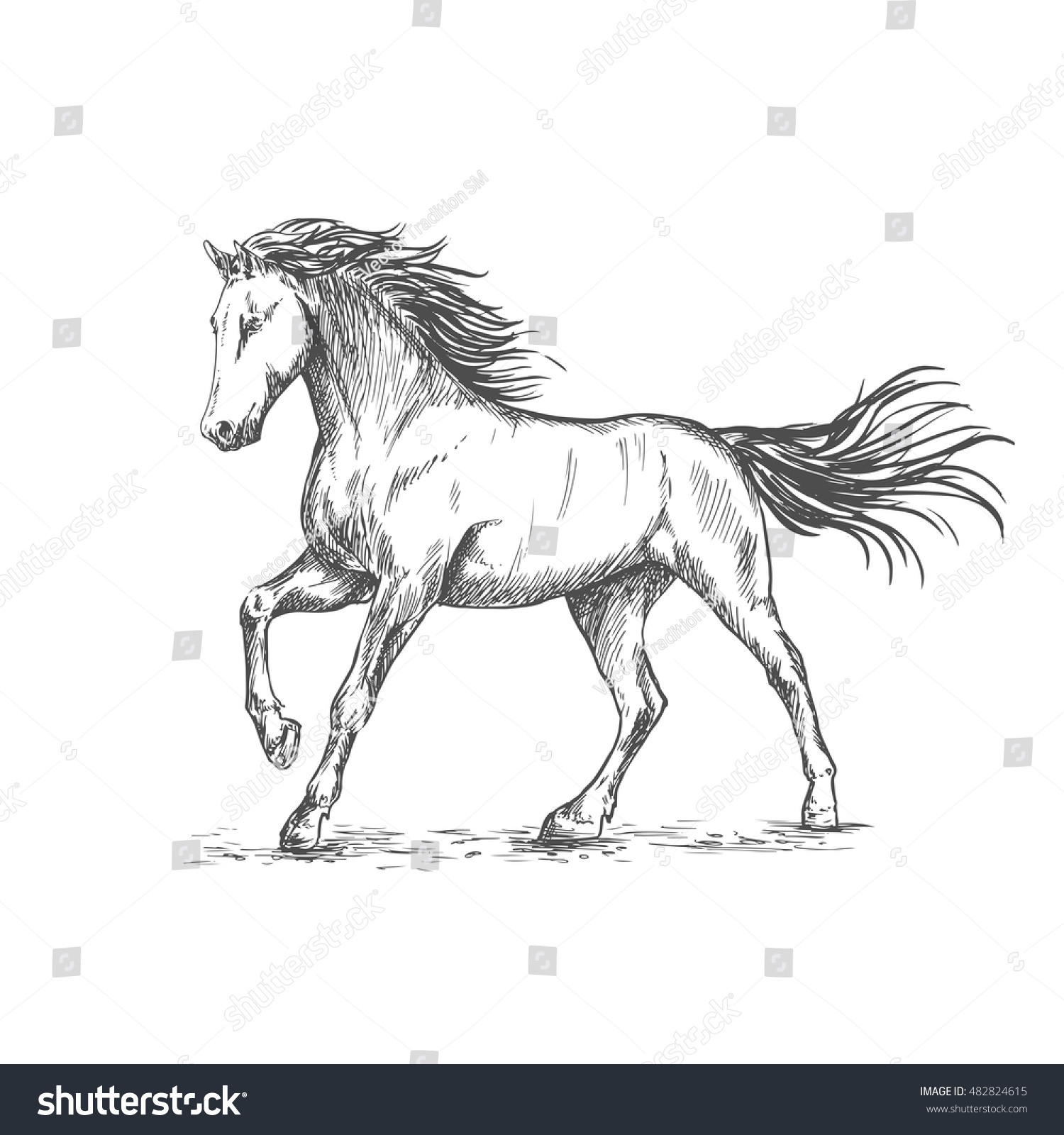 White Horse Stamping Hoof Pencil Sketch Stock Vector (Royalty Free ...