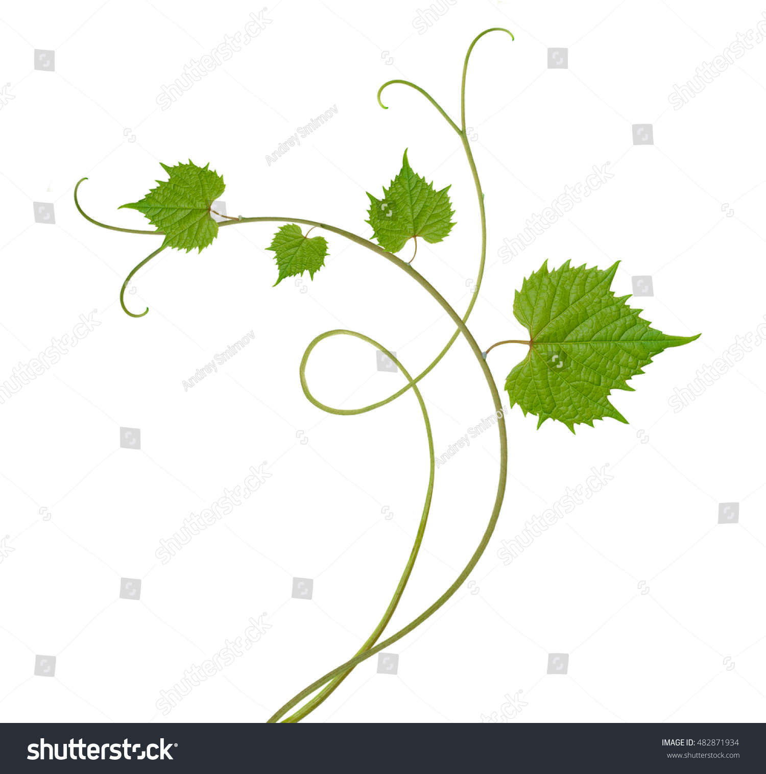 Орнамент виноград с листиком в линейку