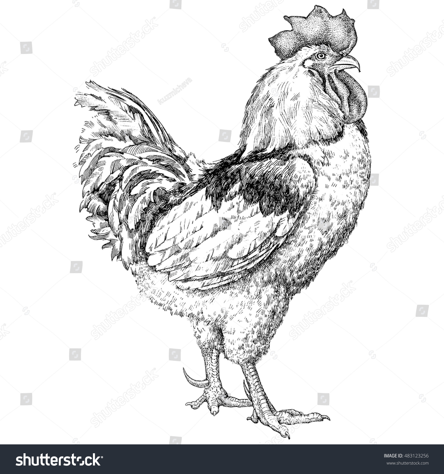 Find Cock stock images in HD and millions of other royalty-free stock photo...