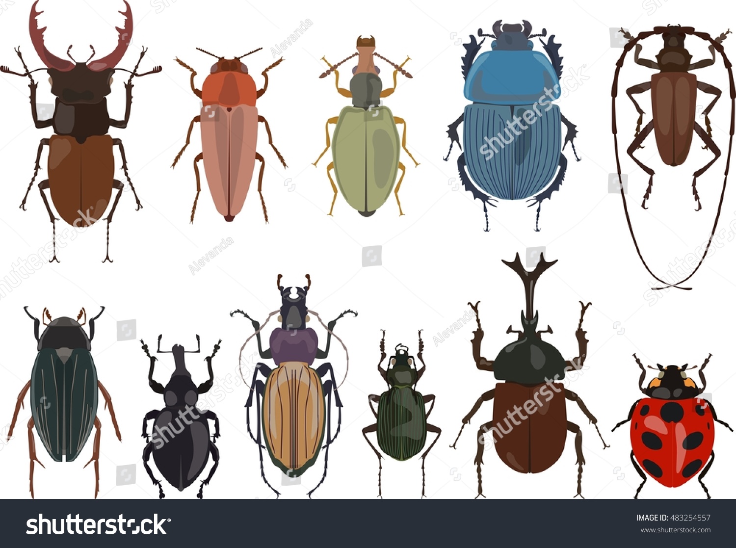 Разные жуки на белом фоне