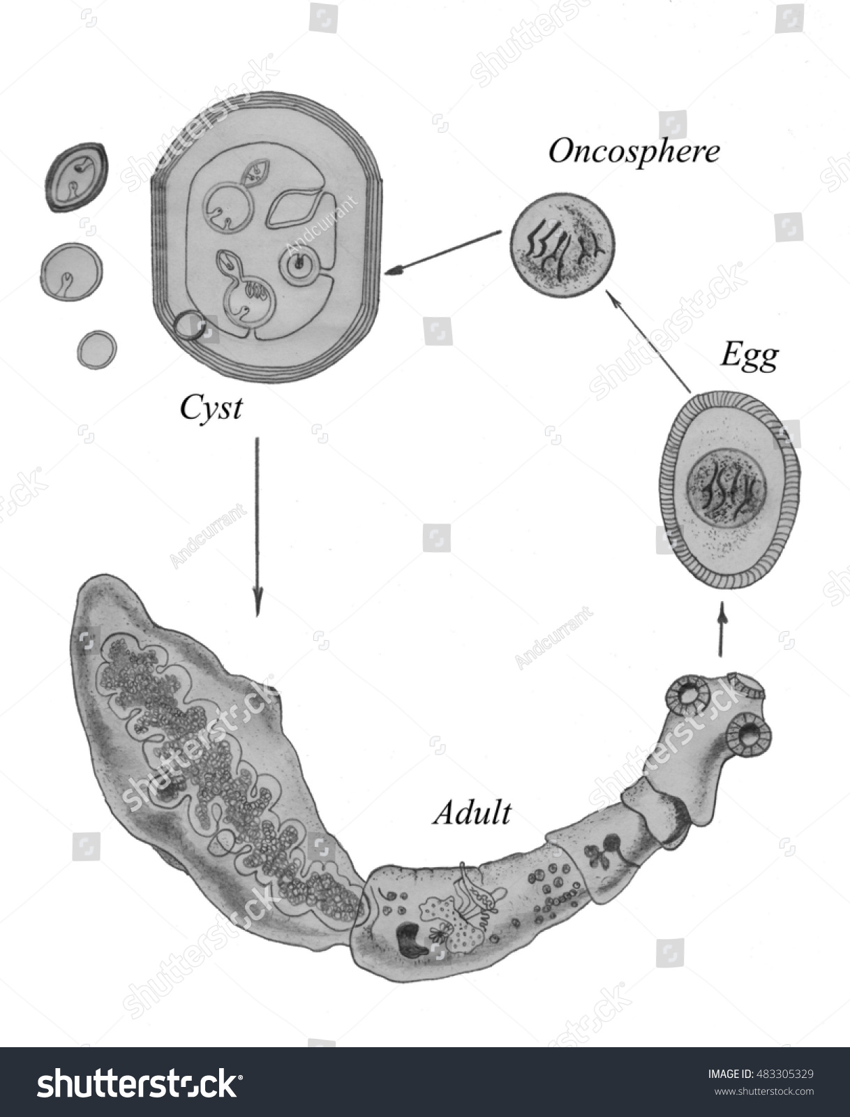 echinococcus-granulosus-life-cycle-dog-tapeworm-483305329-shutterstock