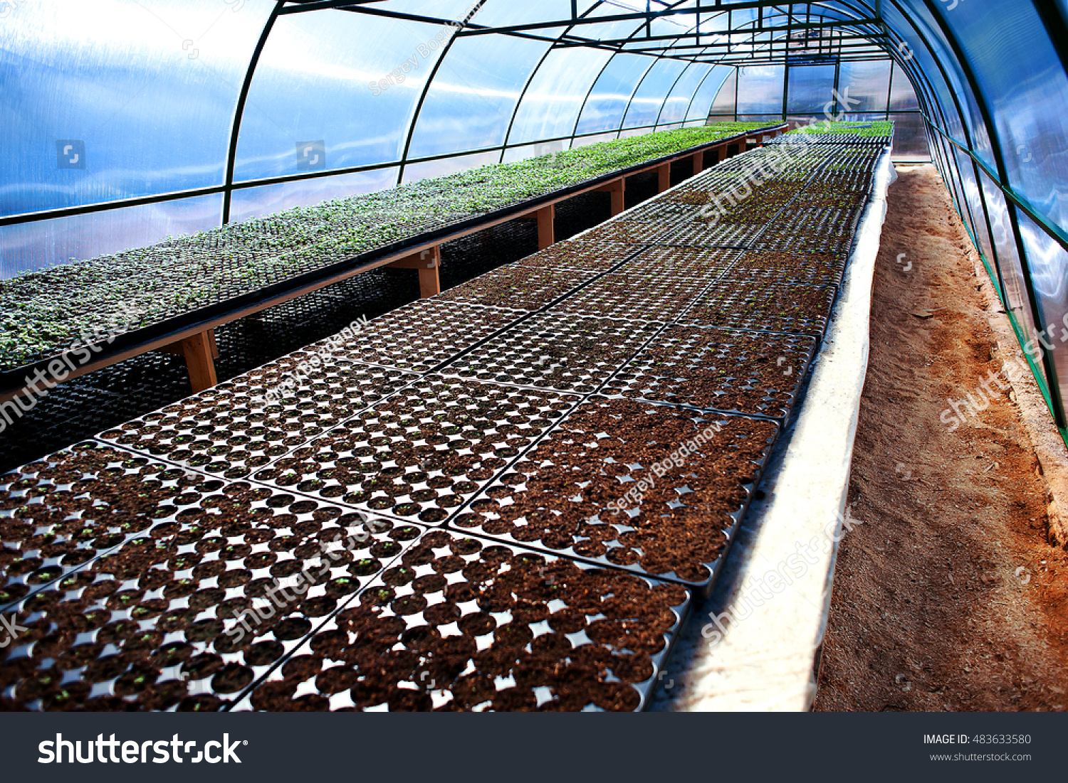 Inside Arched Plastic Covered Greenhouse Garden Stock Photo 483633580