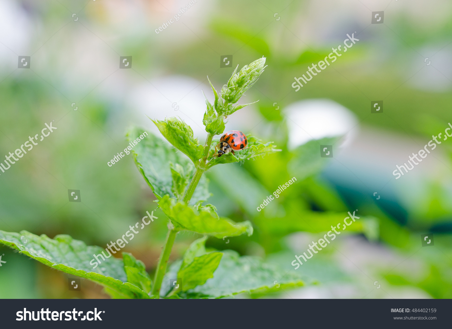 Lady Bug Hunting Aphids My Balcony Stock Photo 484402159 | Shutterstock