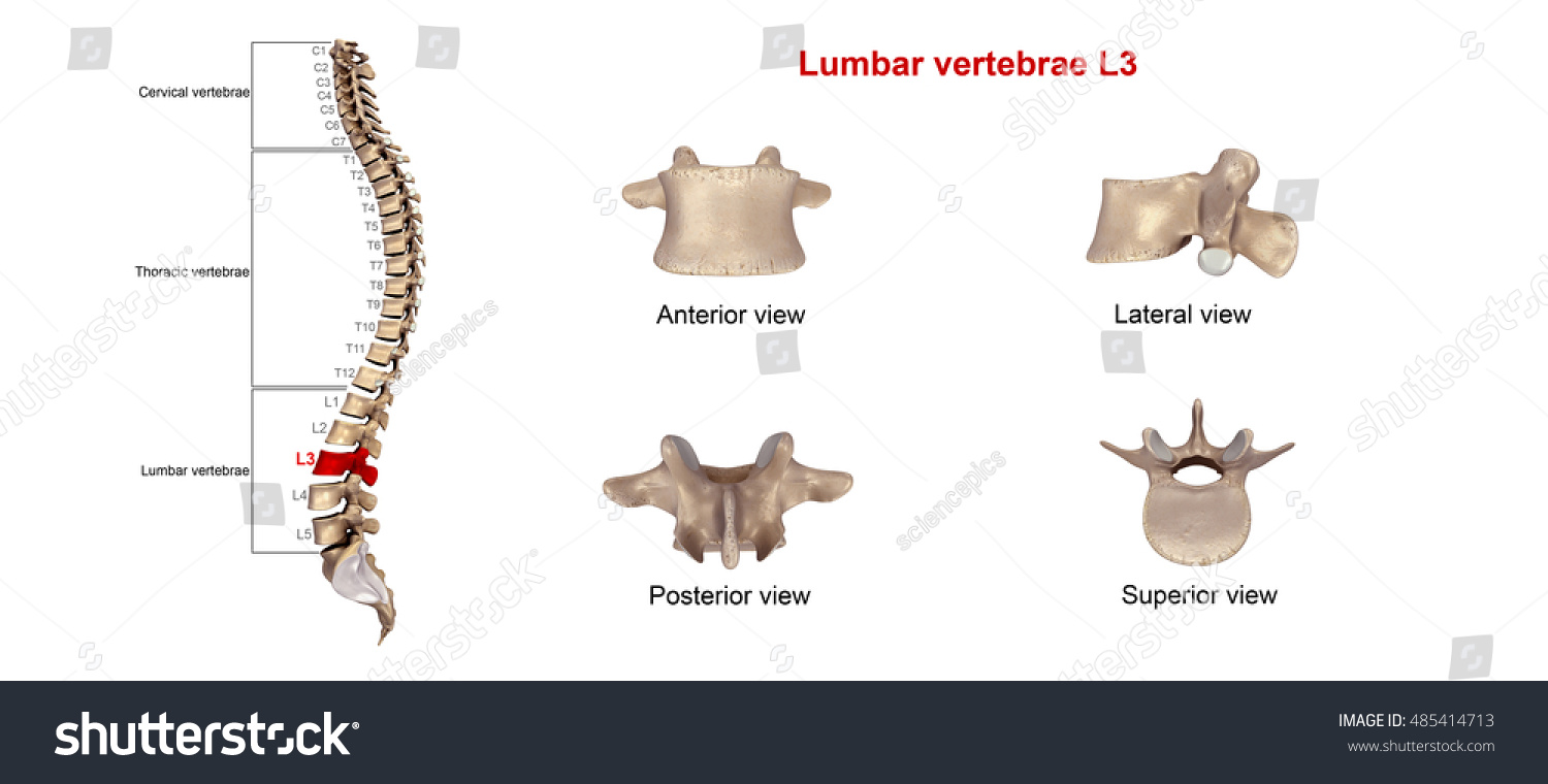 Lumbar Vertebrae L3 3d Illustration Stock Illustration 485414713 Shutterstock 3152