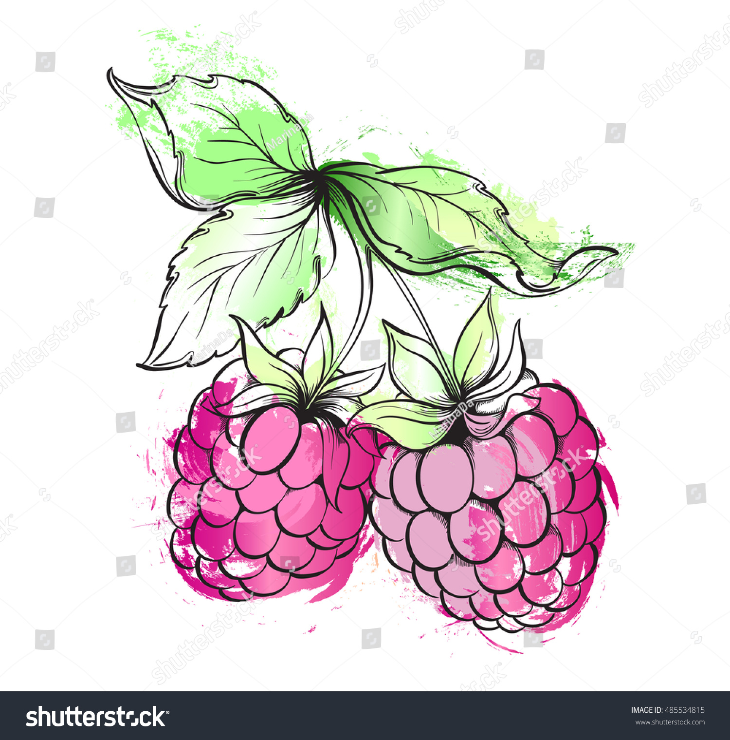 Hand Drawn Watercolor Painting Raspberry Vector Stock Vector (Royalty ...