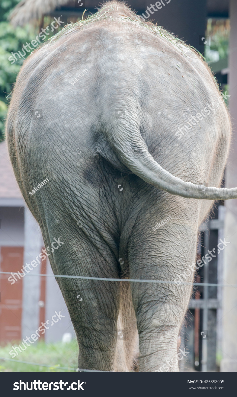 Big Ass Elephant Stock Photo 485858005 Shutterstock.