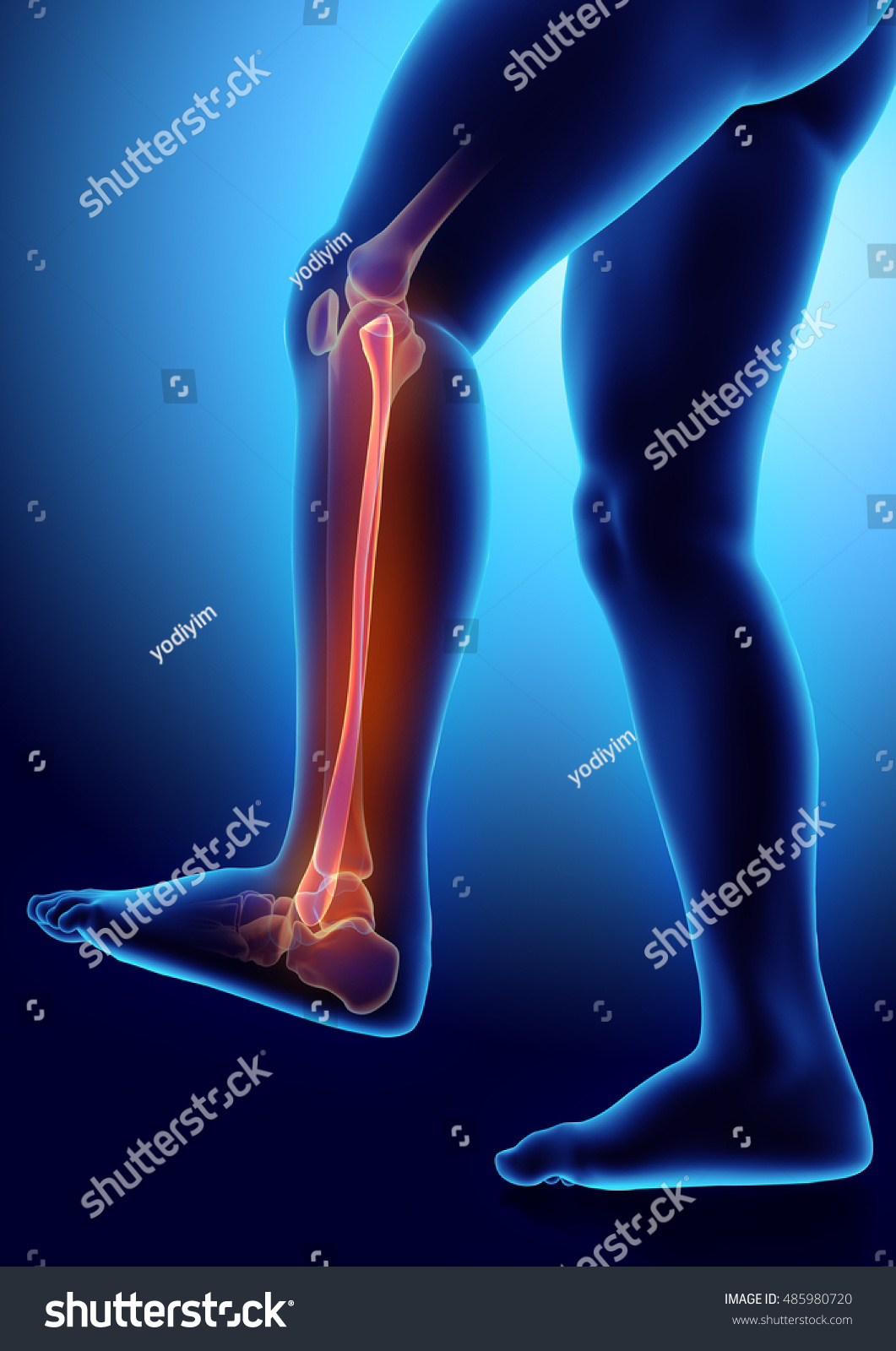 3d Illustration Fibula Part Human Skeleton Stock Illustration 485980720 ...