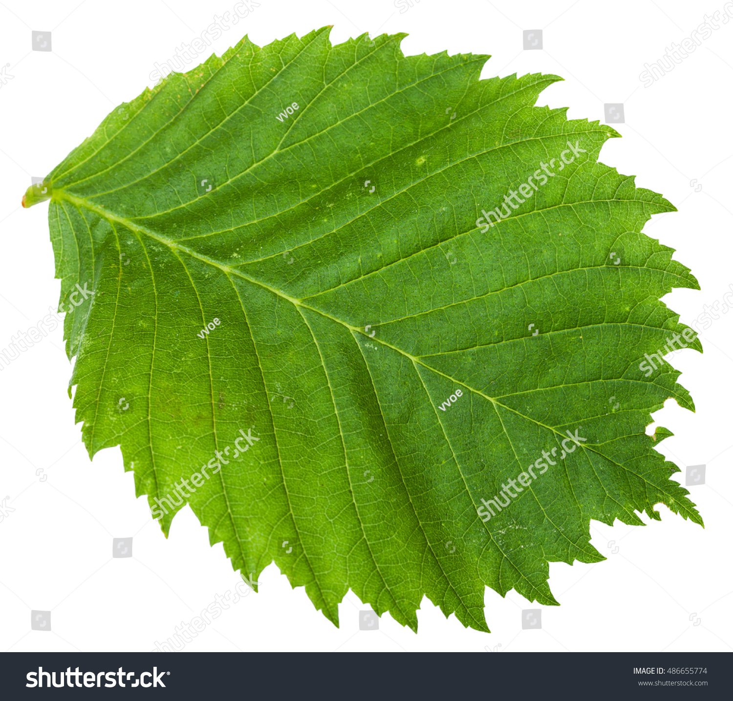 Green Leaf Elm Tree Ulmus Laevis Stock Photo 486655774 