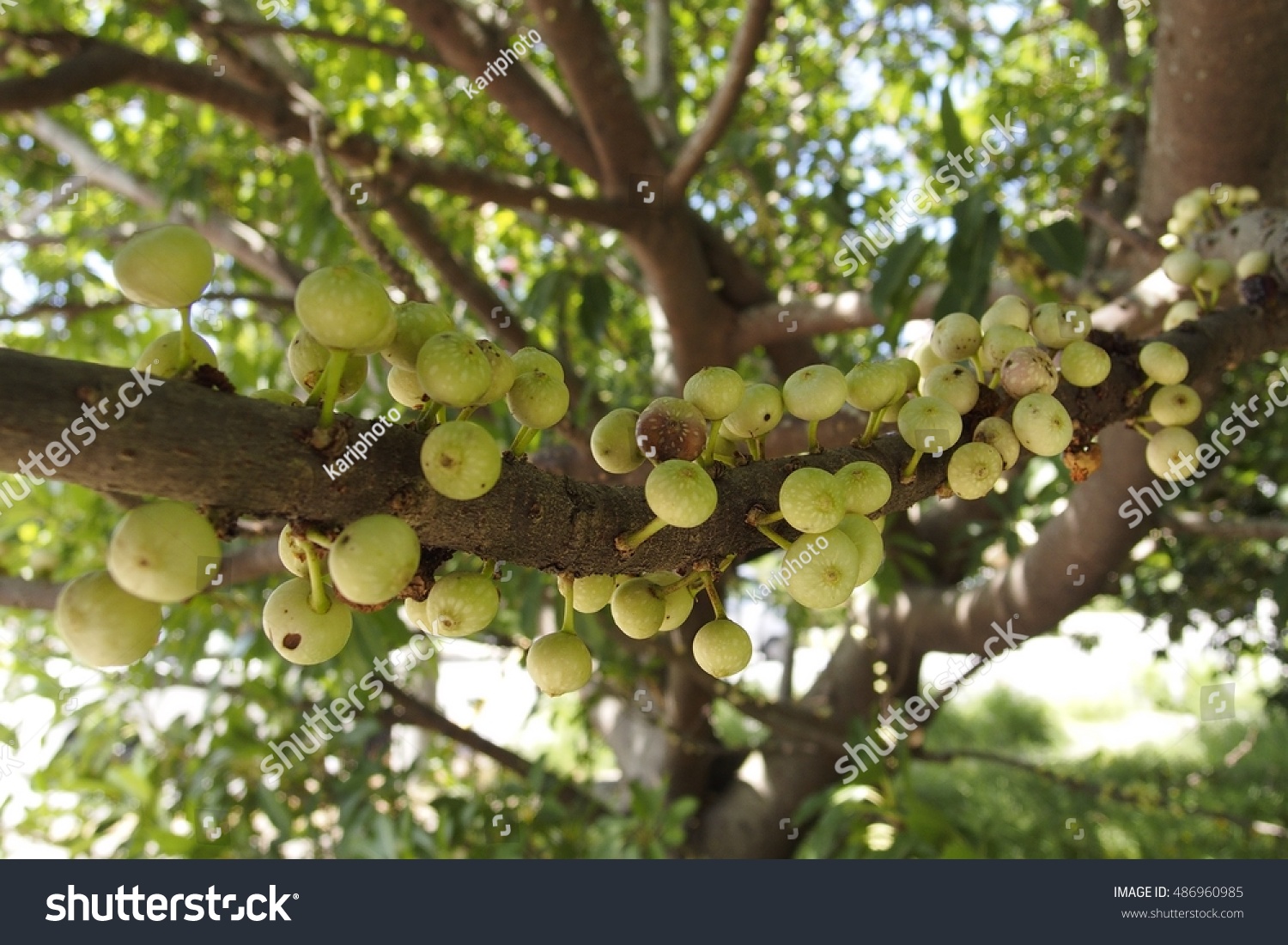 Deciduous Figs Branch Green Fruits Ficus Stock Photo 486960985 ...