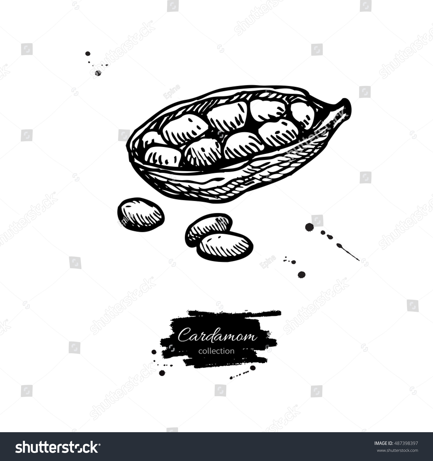 Cardamom Seed Vector Hand Drawn Illustration Stock Vector (Royalty Free ...