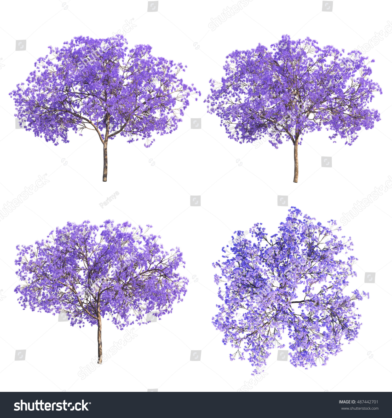 3d Rendering Jacaranda Mimosifolia Tree : illustration de stock