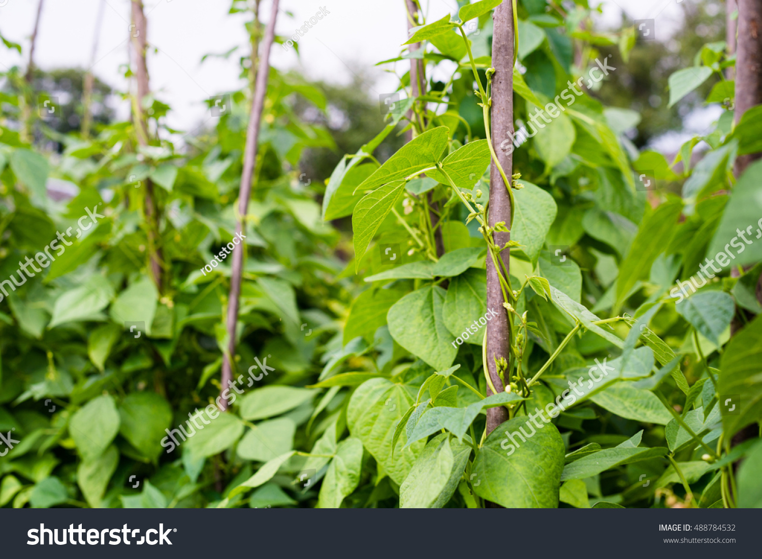 2,472 Climbing Beans Images, Stock Photos & Vectors 