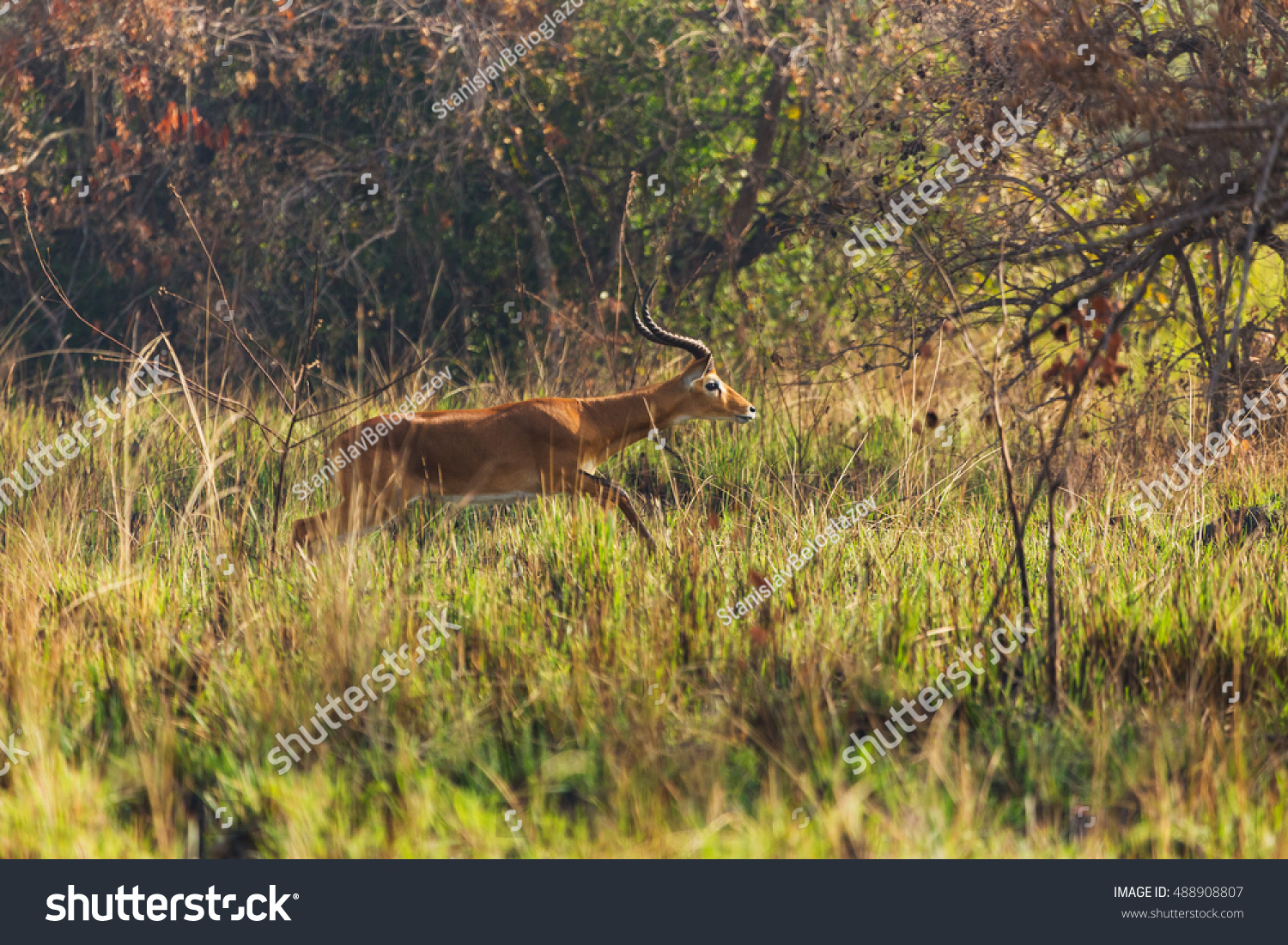 African Wild Animals Stock Photo 488908807 | Shutterstock