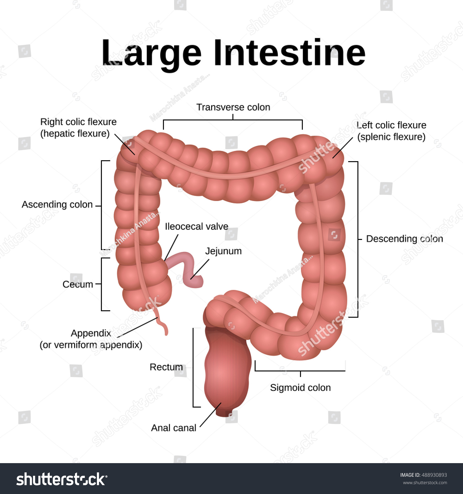 Circuit Structure Digestive System Colon Small Stock Vector (Royalty ...