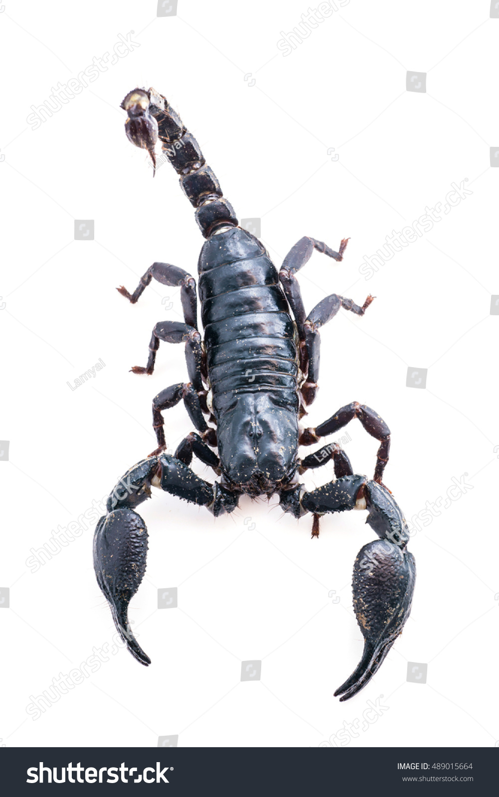 Top View Isolated Closeup Scorpion On Stock Photo 489015664 | Shutterstock