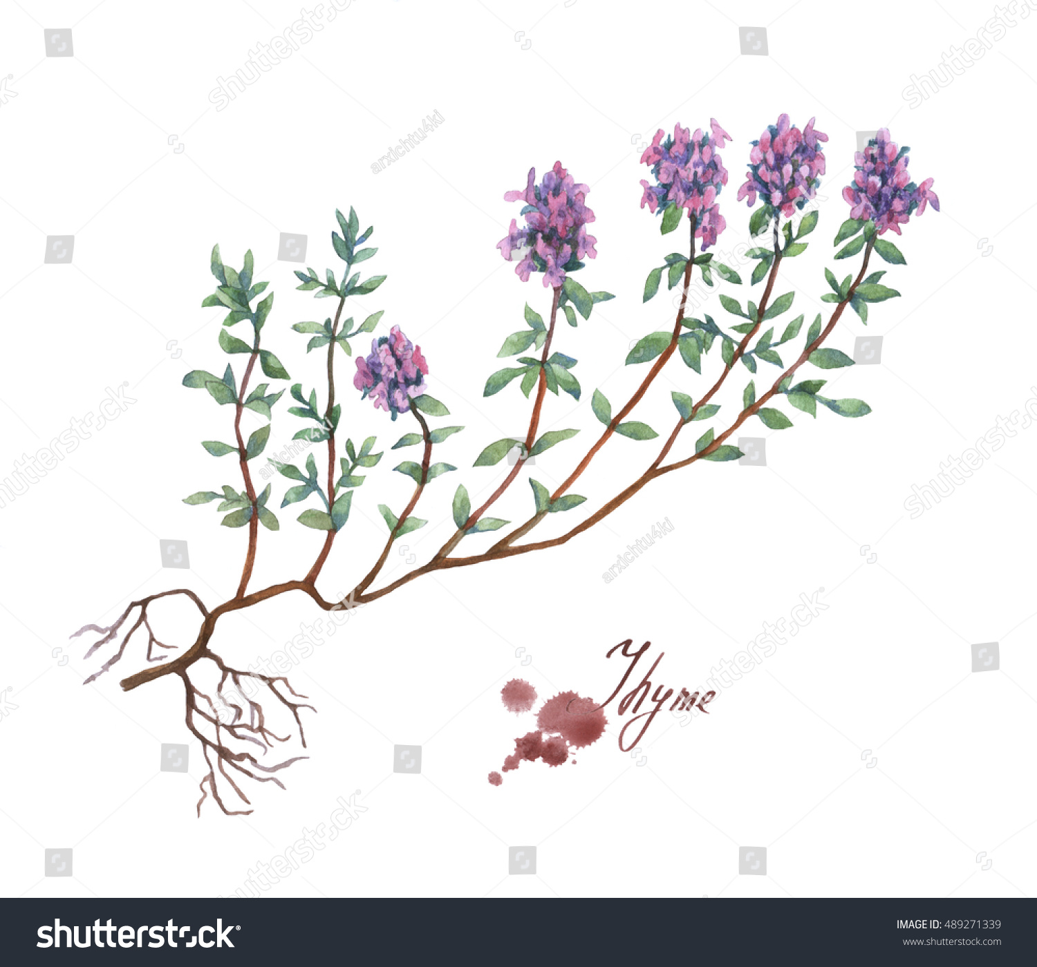 Thyme Hand Drawn Watercolor Painting Stock Illustration   Illustration