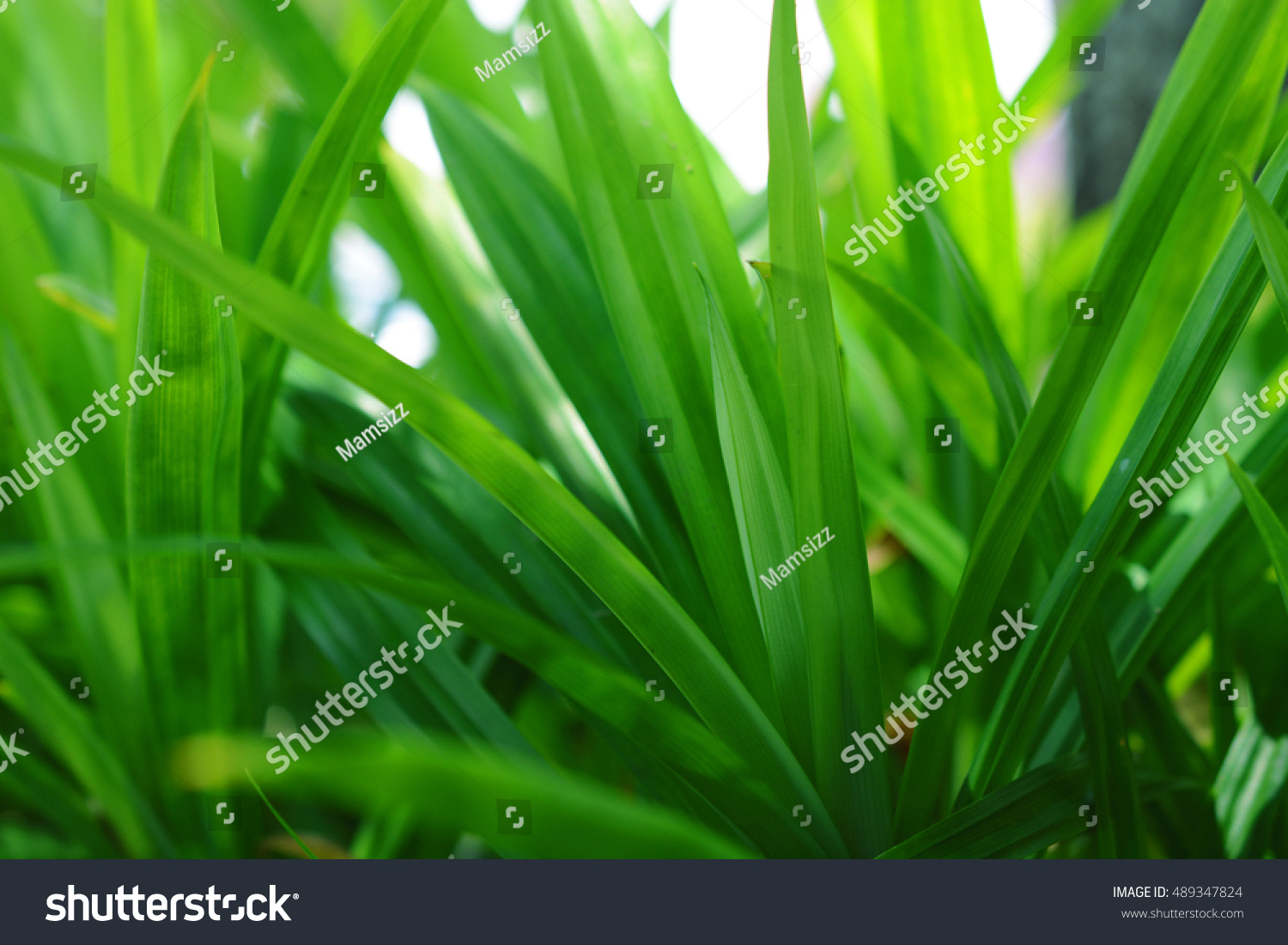 1043 Edible Pandan Leaf Plant Images Stock Photos And Vectors